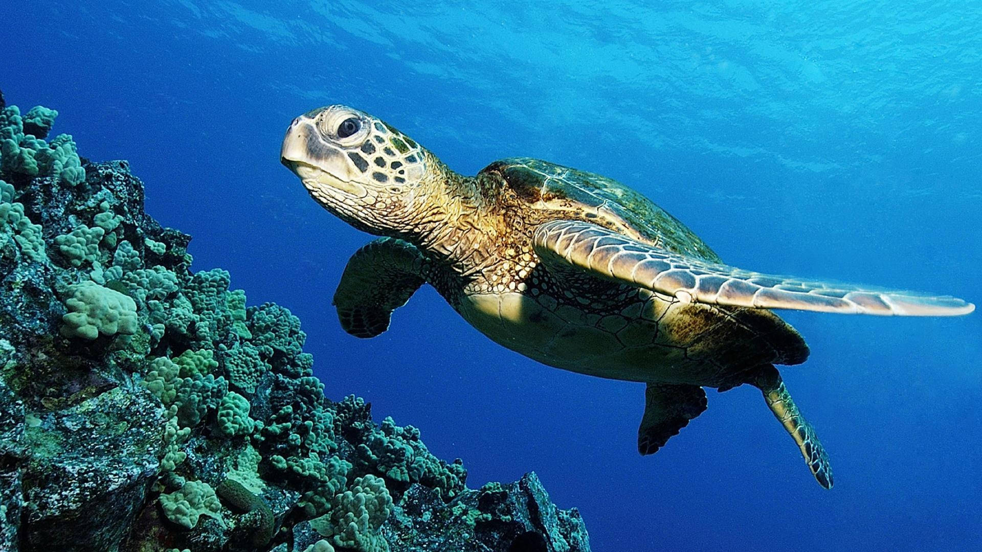 Mabait na Pagong na Lumalangoy sa Karagatan Wallpaper