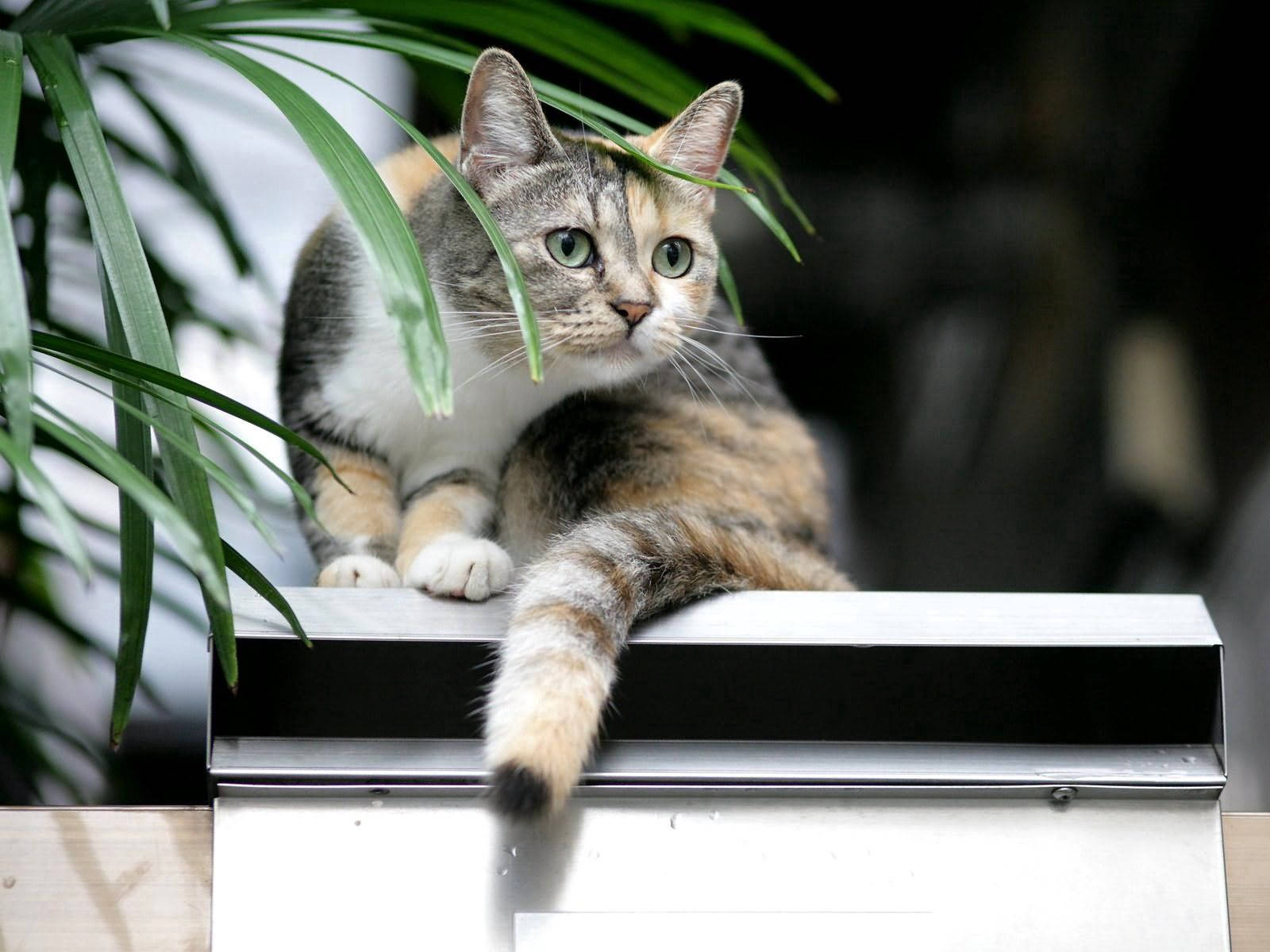 Mabalahibong Pusang Nagpapahinga Wallpaper