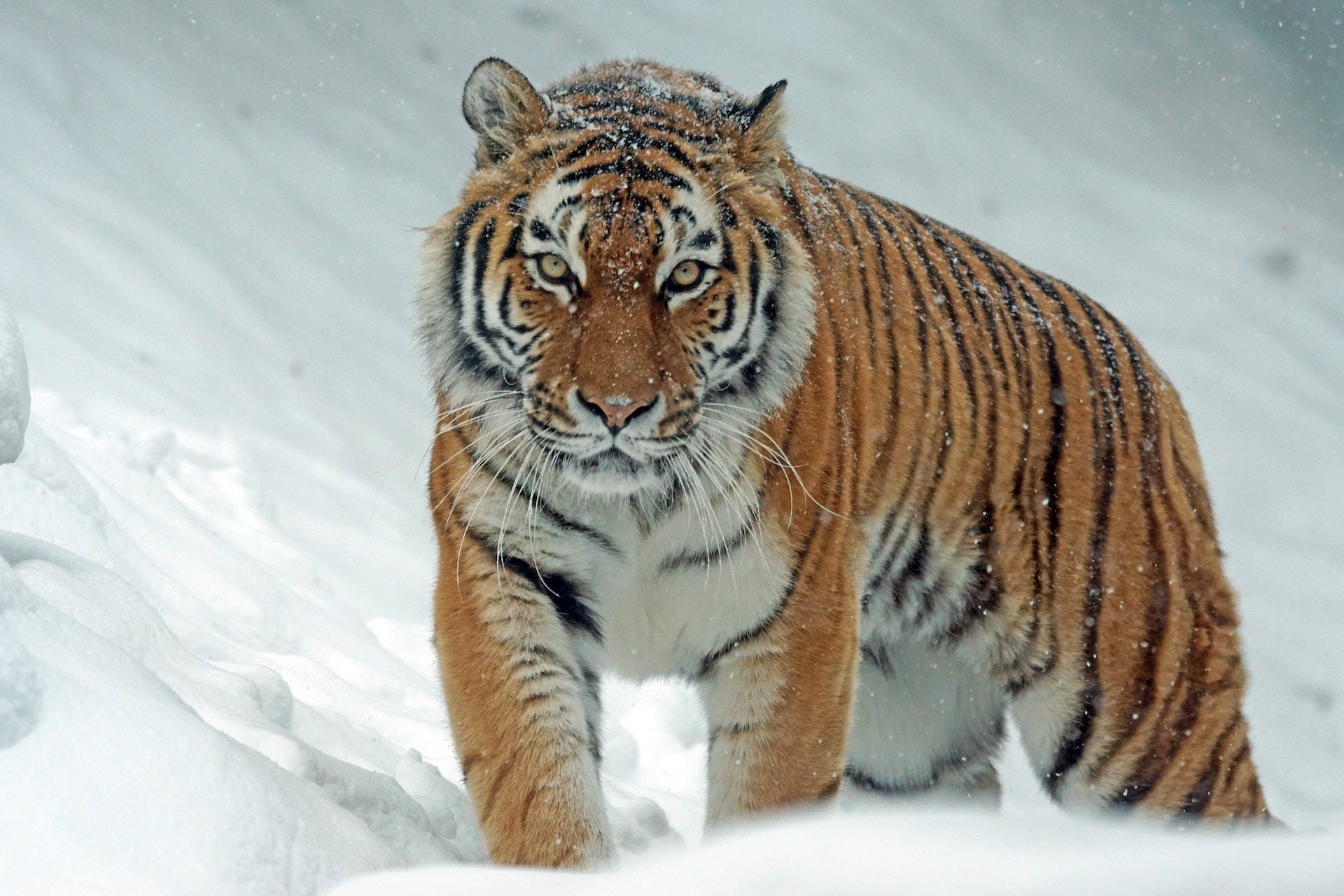 Mabangis na Harimau Naglalakad sa Niyebe Wallpaper