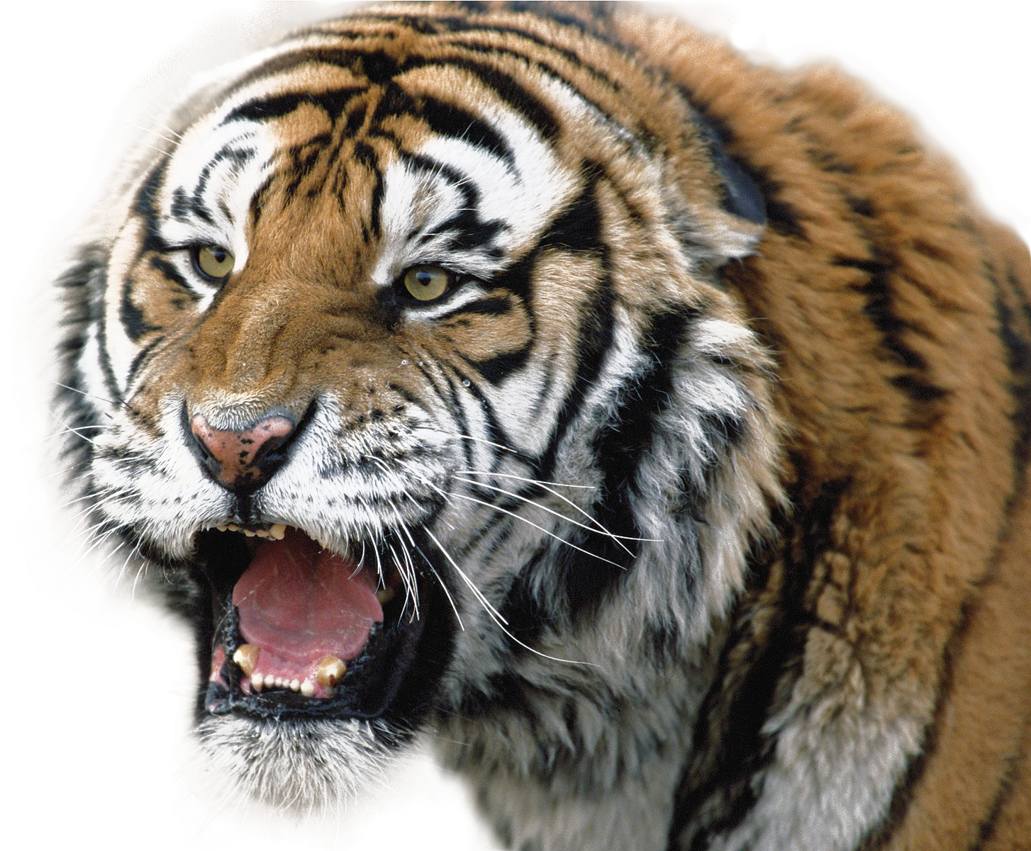 Mabangis na Tigre na Umaatungal Wallpaper