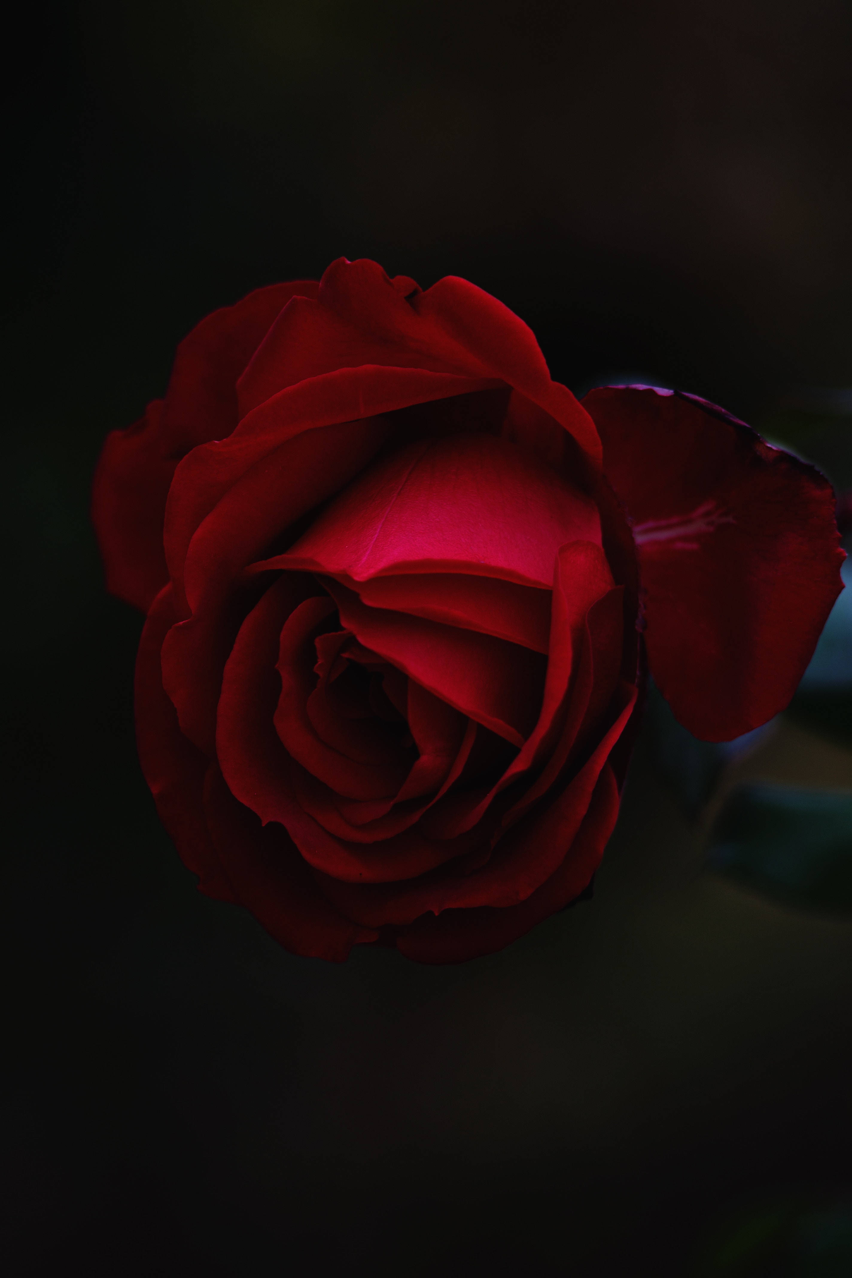 Mabangong Pulang Rosas na Usbong Wallpaper
