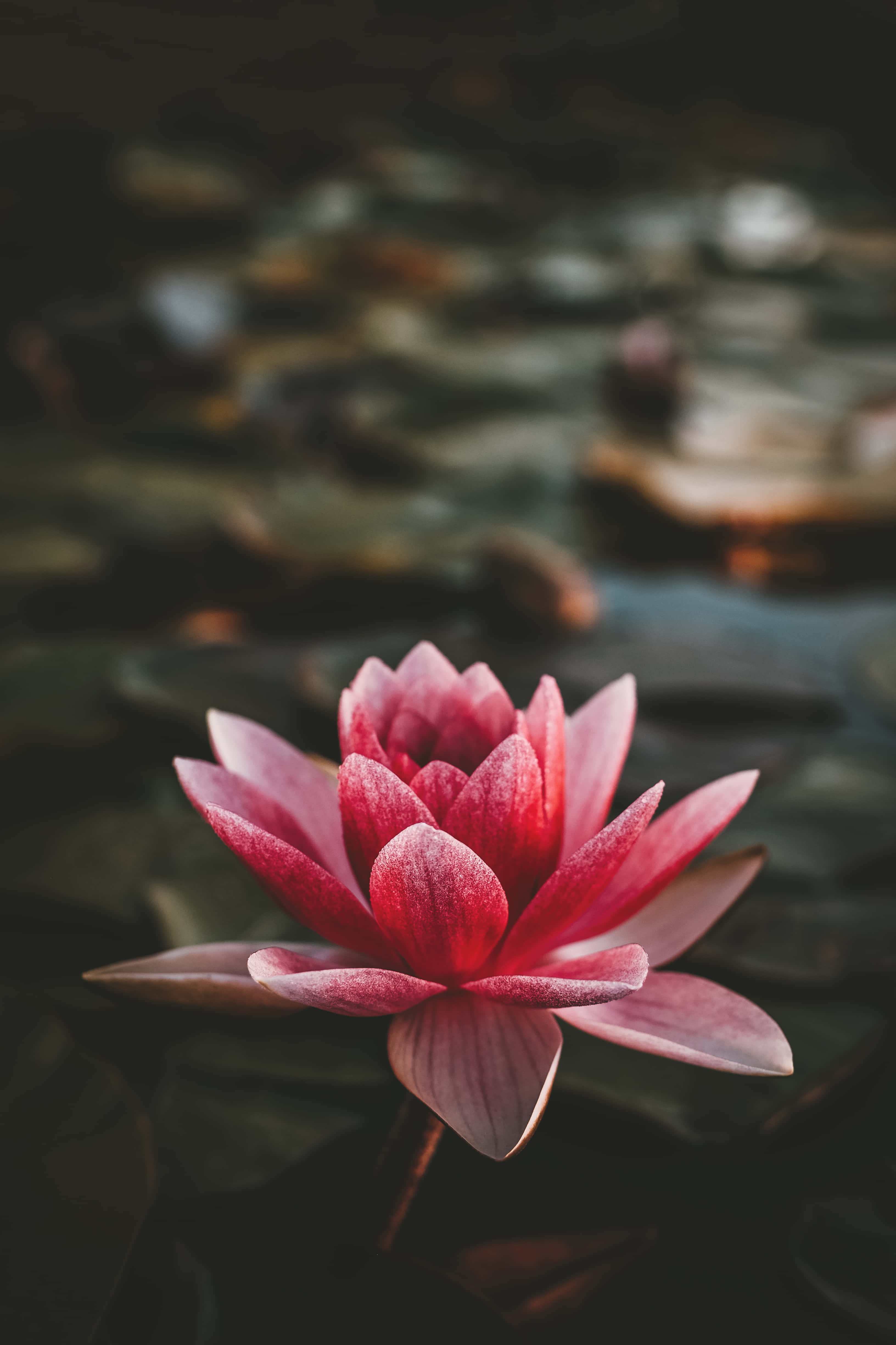Mabikas na Representasyon ng Maharlikang Lotus Wallpaper