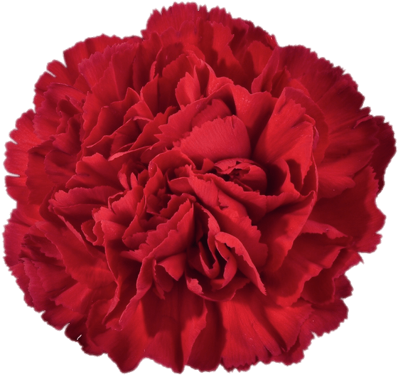 Mabulaklak na Pulang Carnation Wallpaper