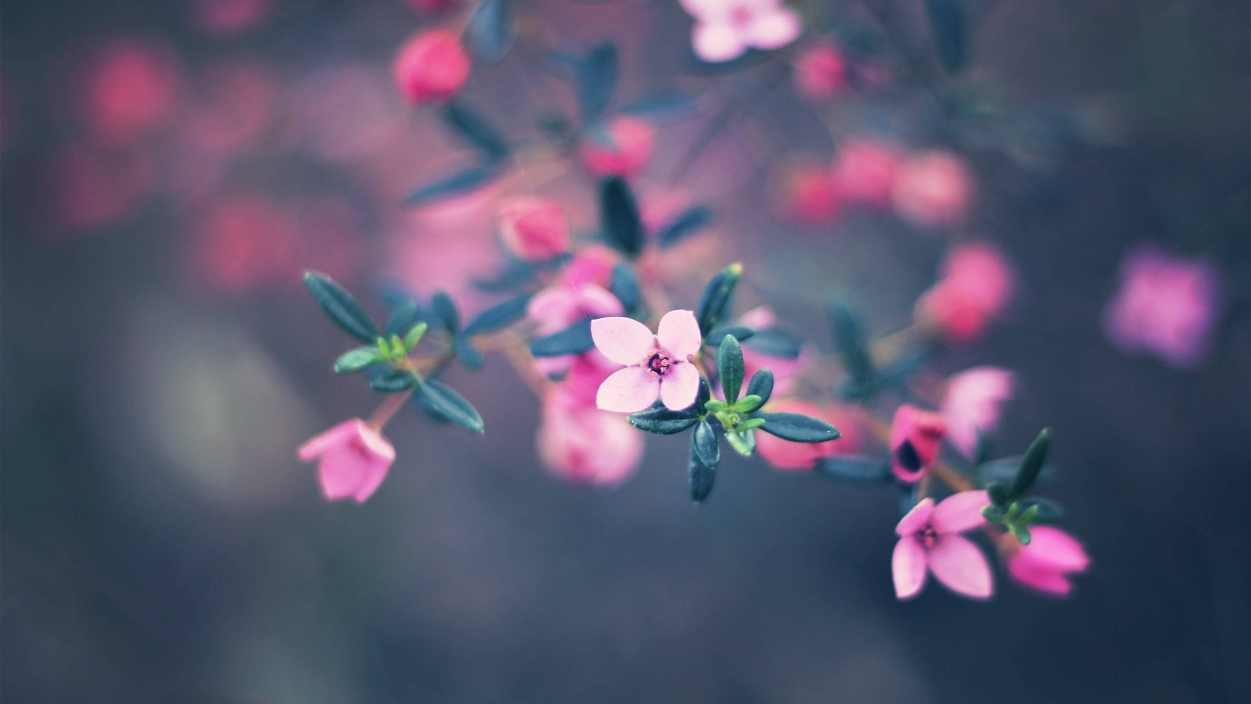 MacBook Air Maliliit na Bulaklak Wallpaper