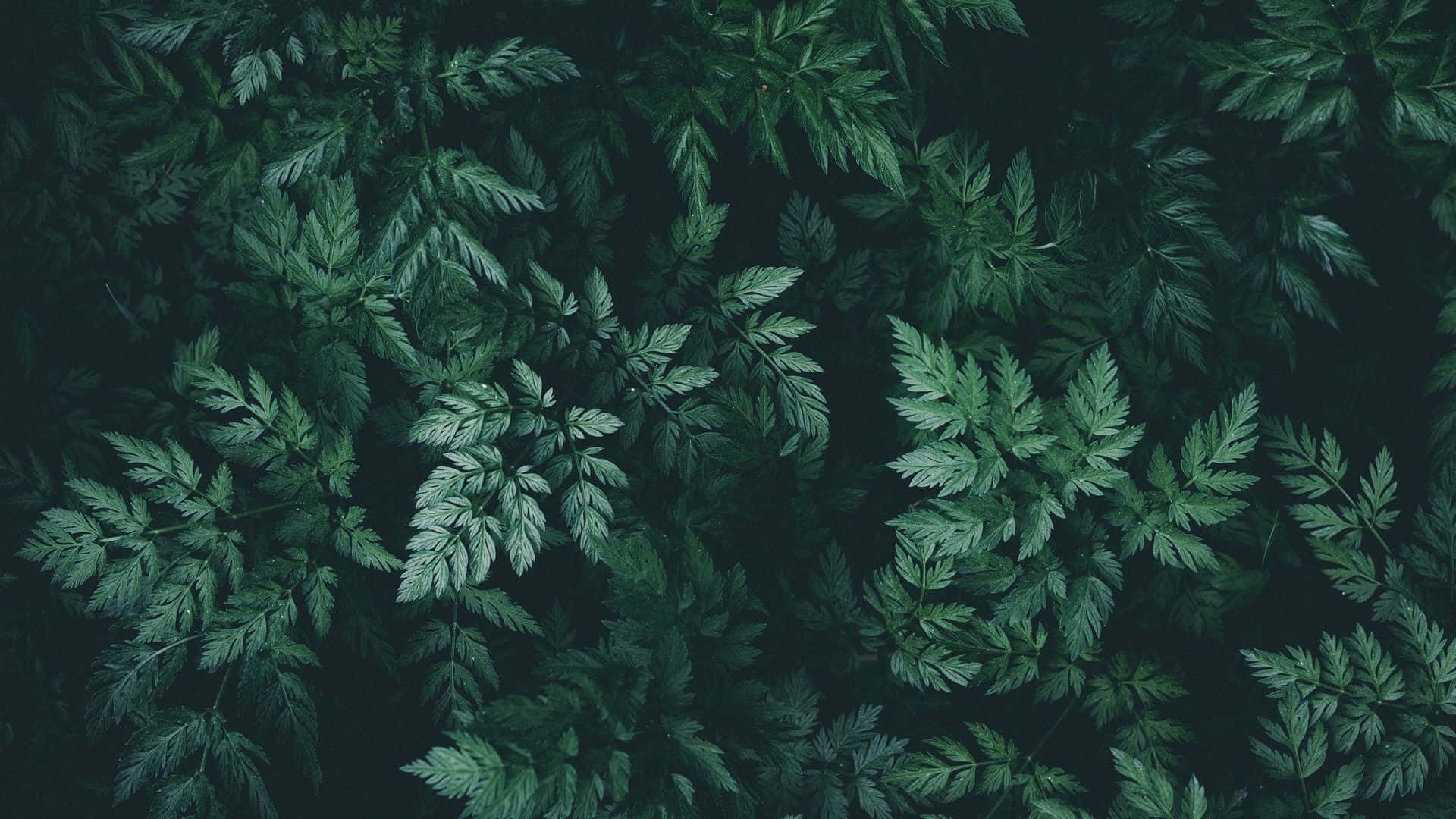 Madilim na Berdeng Aesthetic na Likha ng Kalikasan Wallpaper