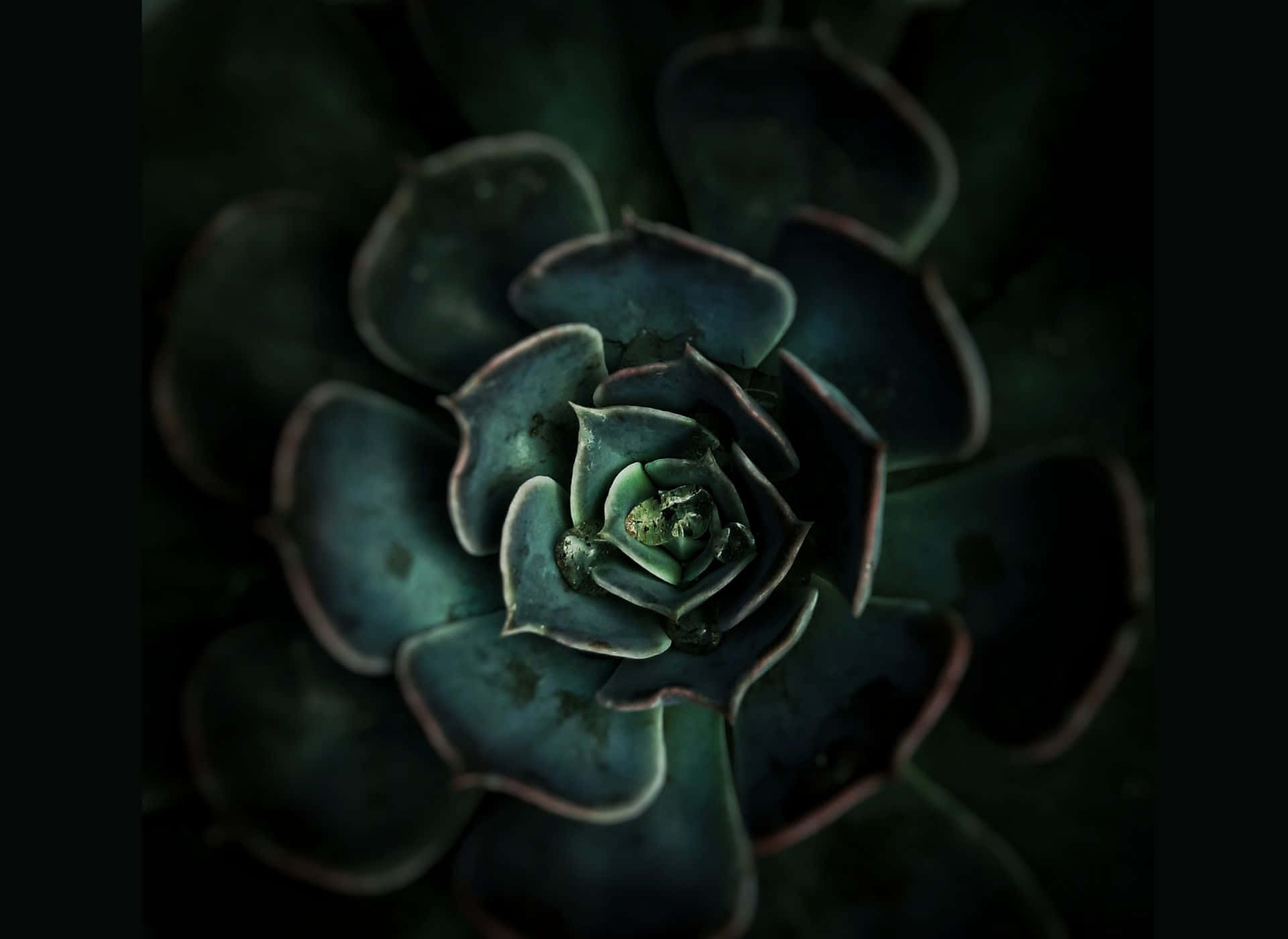 Madilim na Berdeng Background ng Succulent Aesthetic Wallpaper