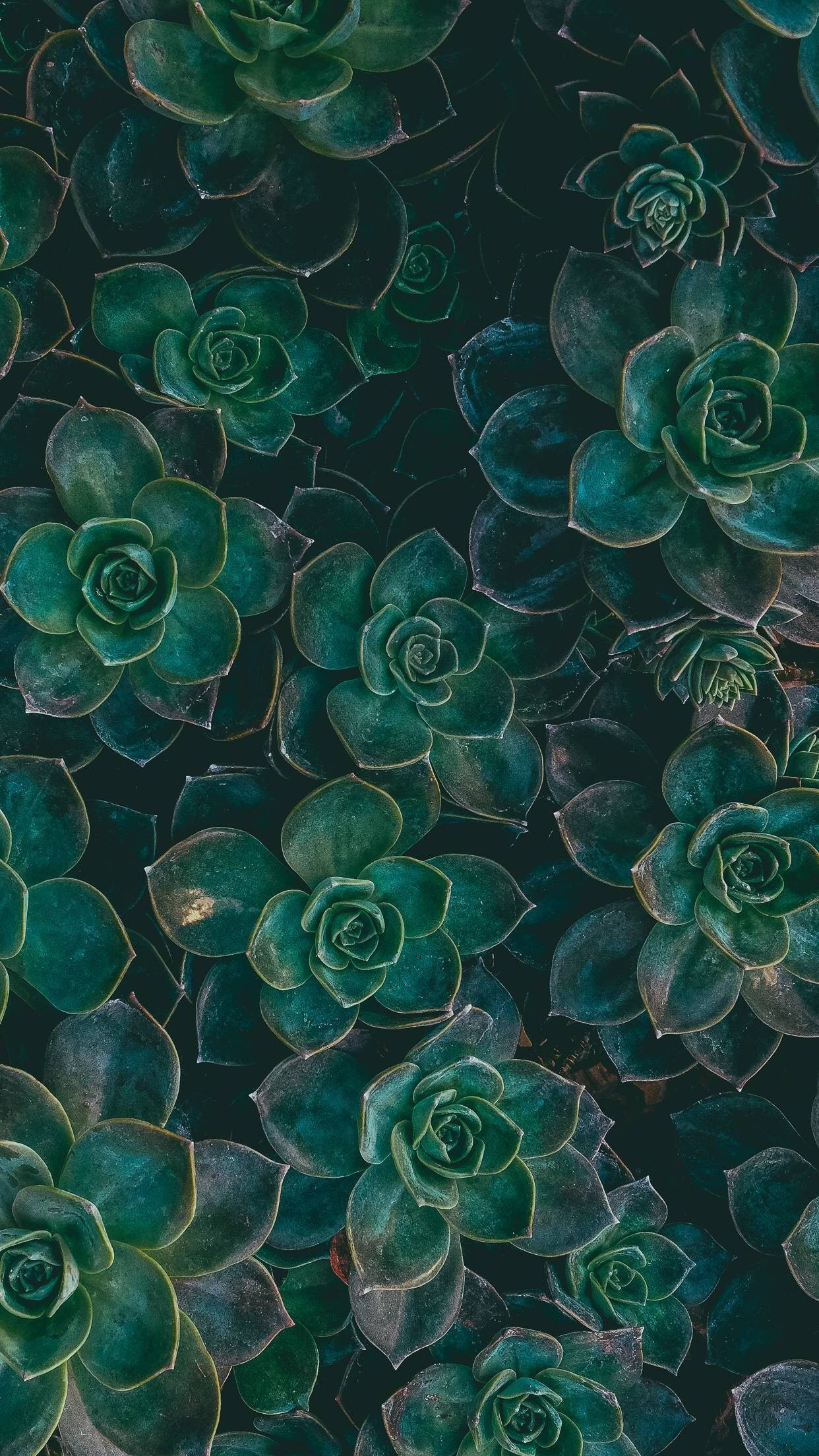 Madilim na Berdeng Succulent na Halaman iPhone Wallpaper