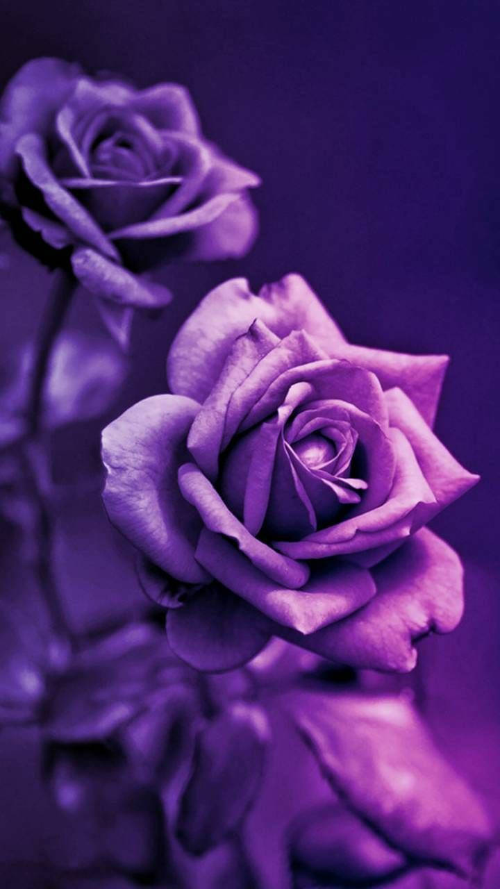 Madilim na Lila na Aesthetic na 3D Rosas Wallpaper