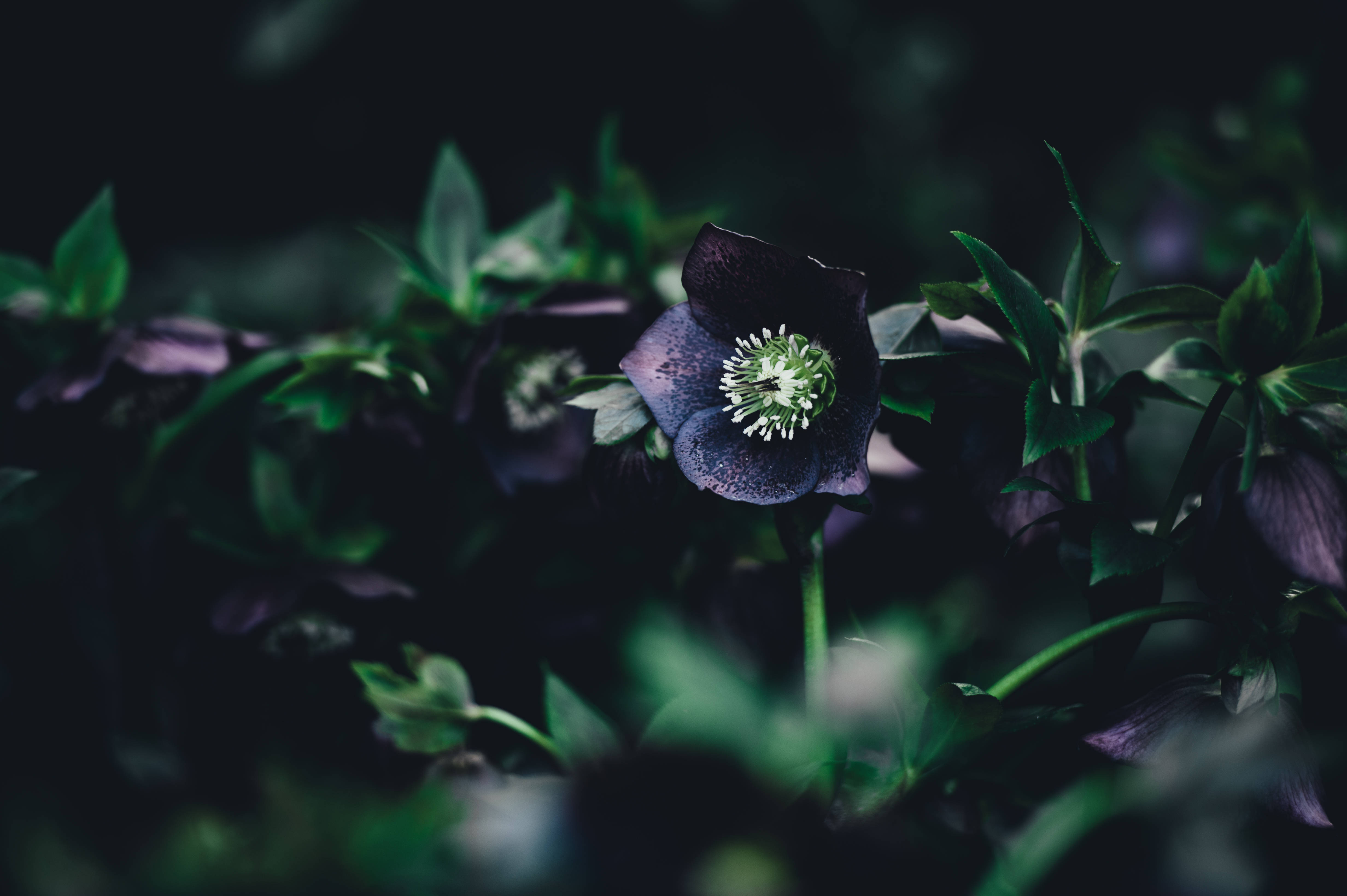 Madilim na Lila na Bulaklak na May Berdeng Tangkay Wallpaper