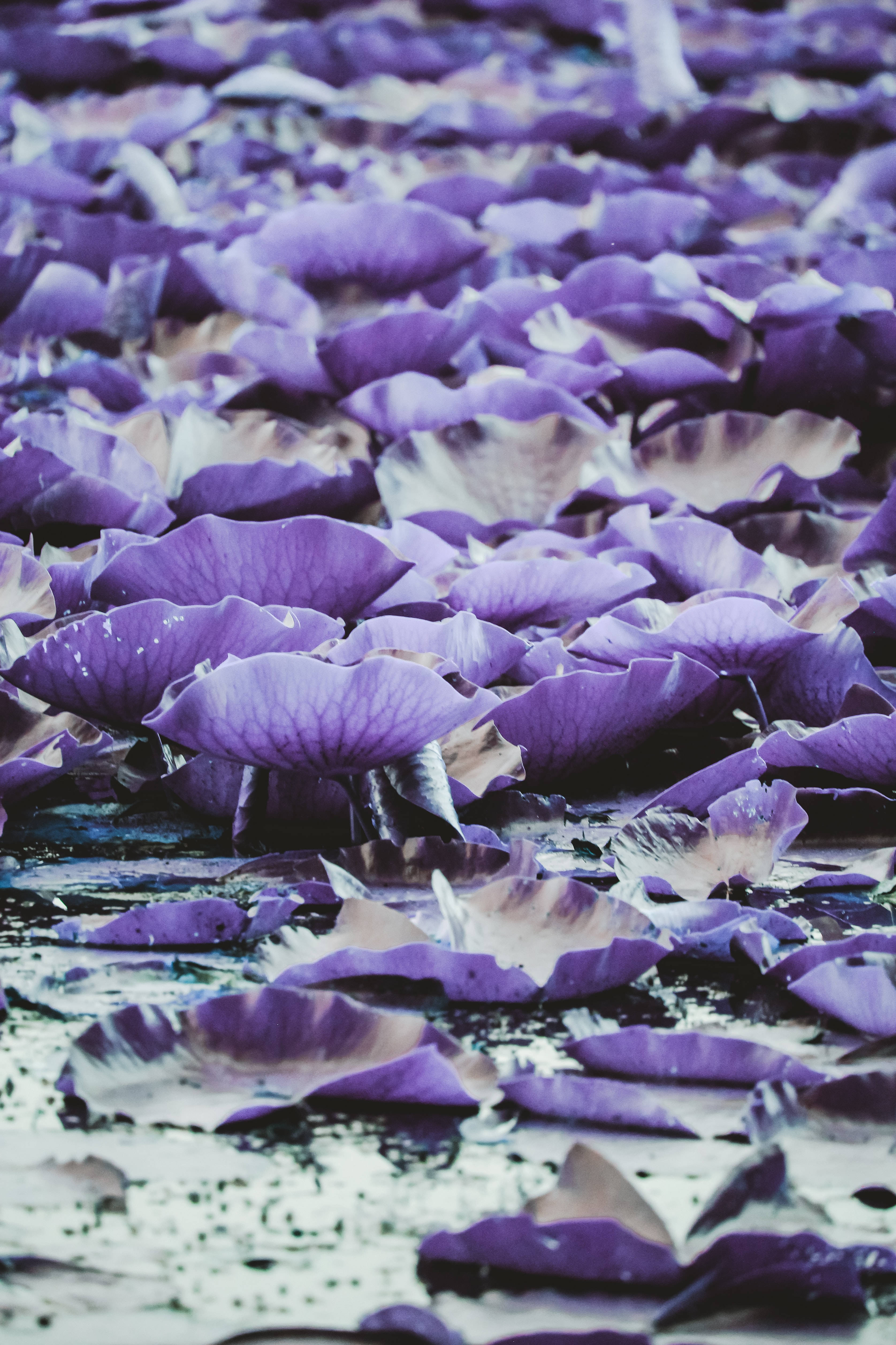 Madilim na Lilang Aesthetic na Lily Pad Wallpaper