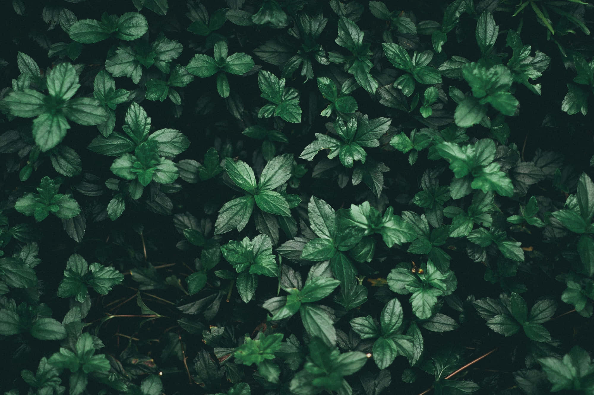 Madilim na Luntiang Kagandahan ng Kagubatan na Likuran Wallpaper