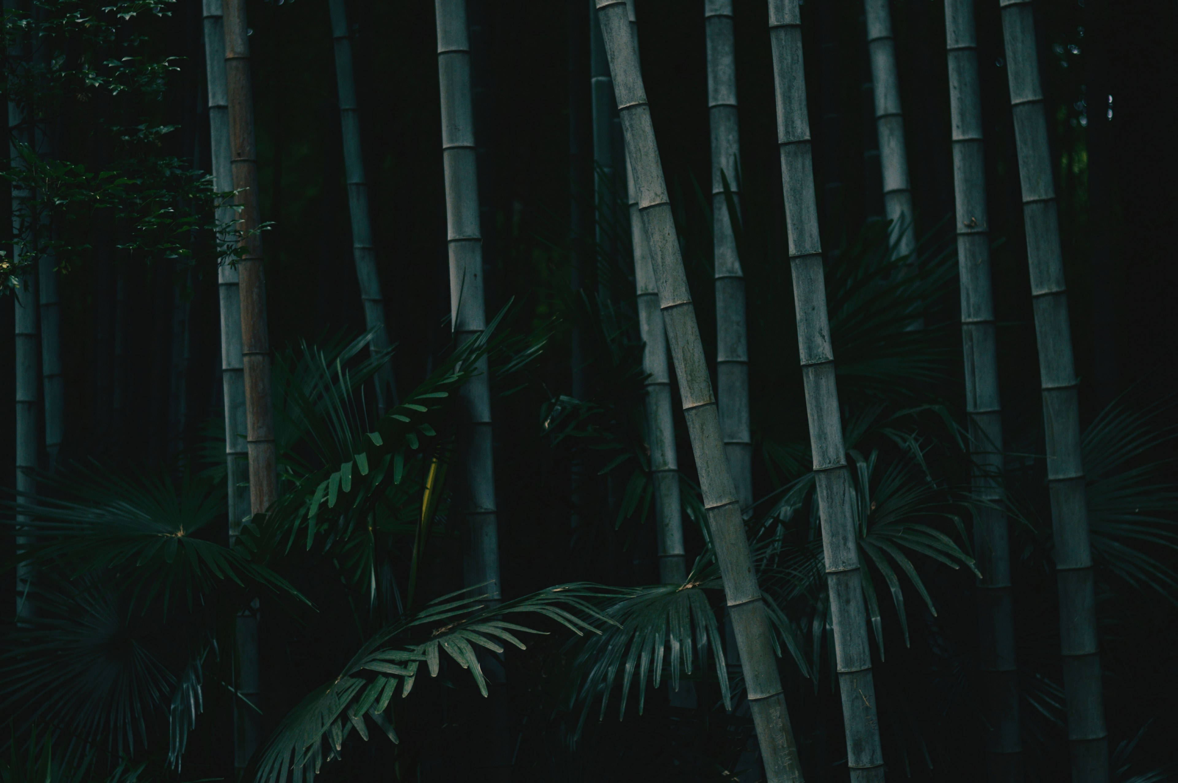 Madilim na Matataas na Kawayan 4K Kalikasan Wallpaper