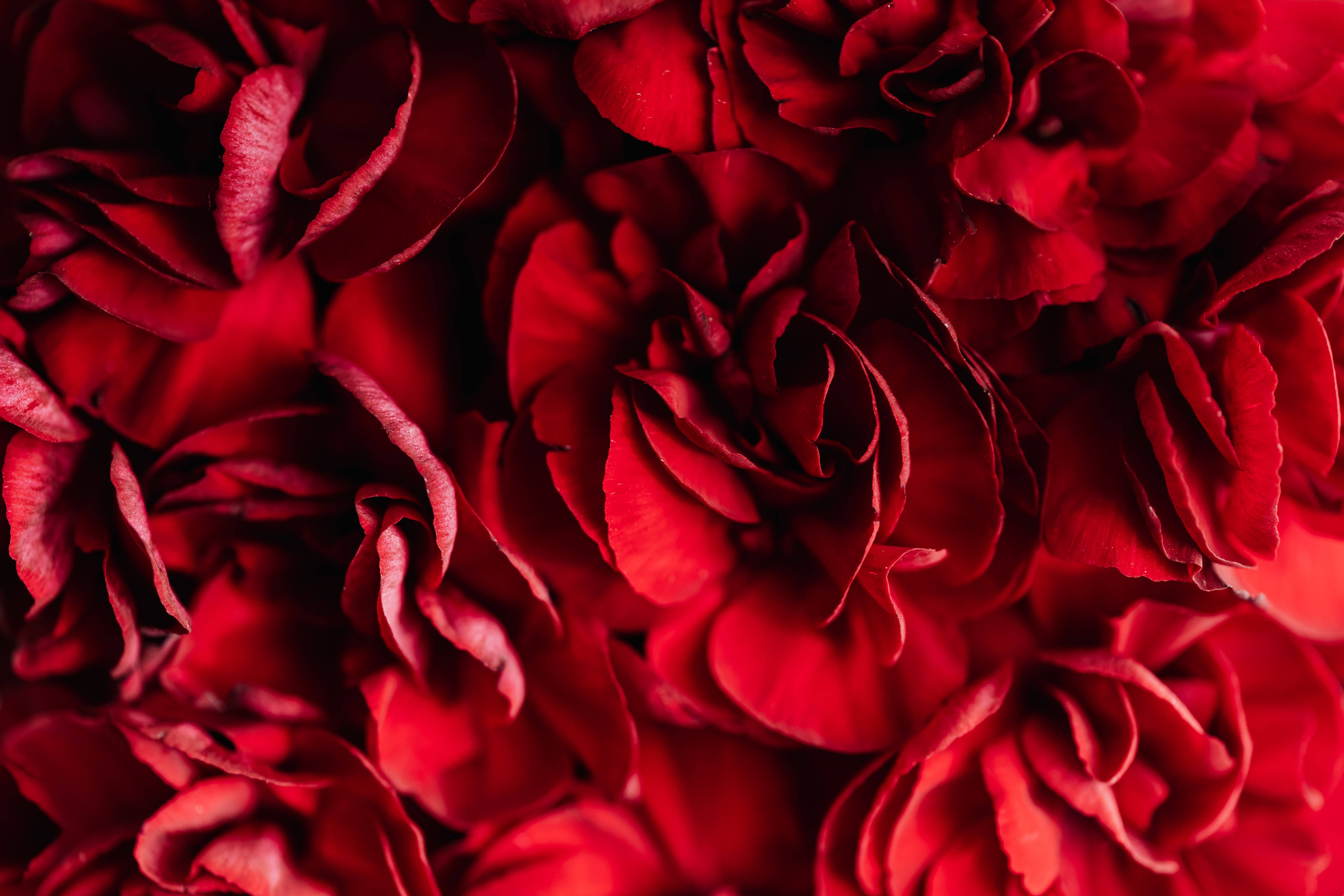 Madilim na Pulang Talulot ng Bulaklak Wallpaper