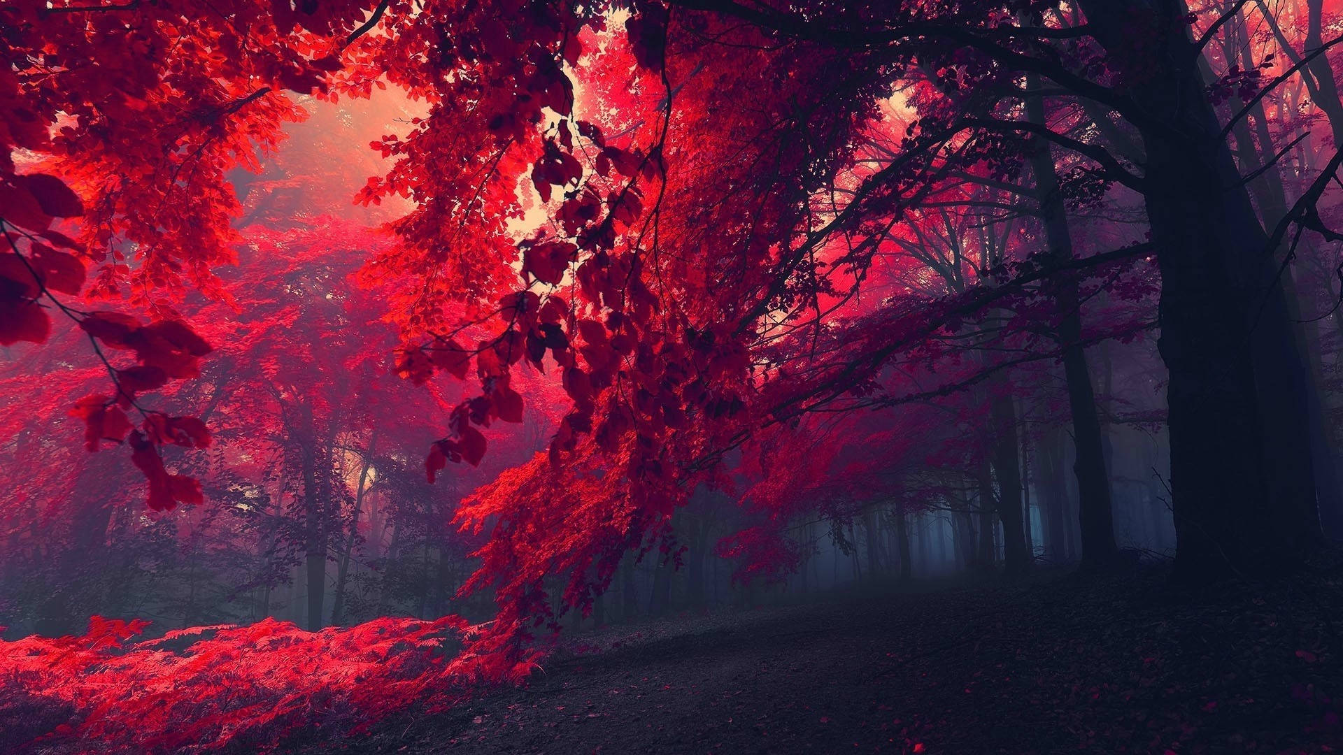 Madilim na Pulang Kagubatan na Potograpiya Wallpaper