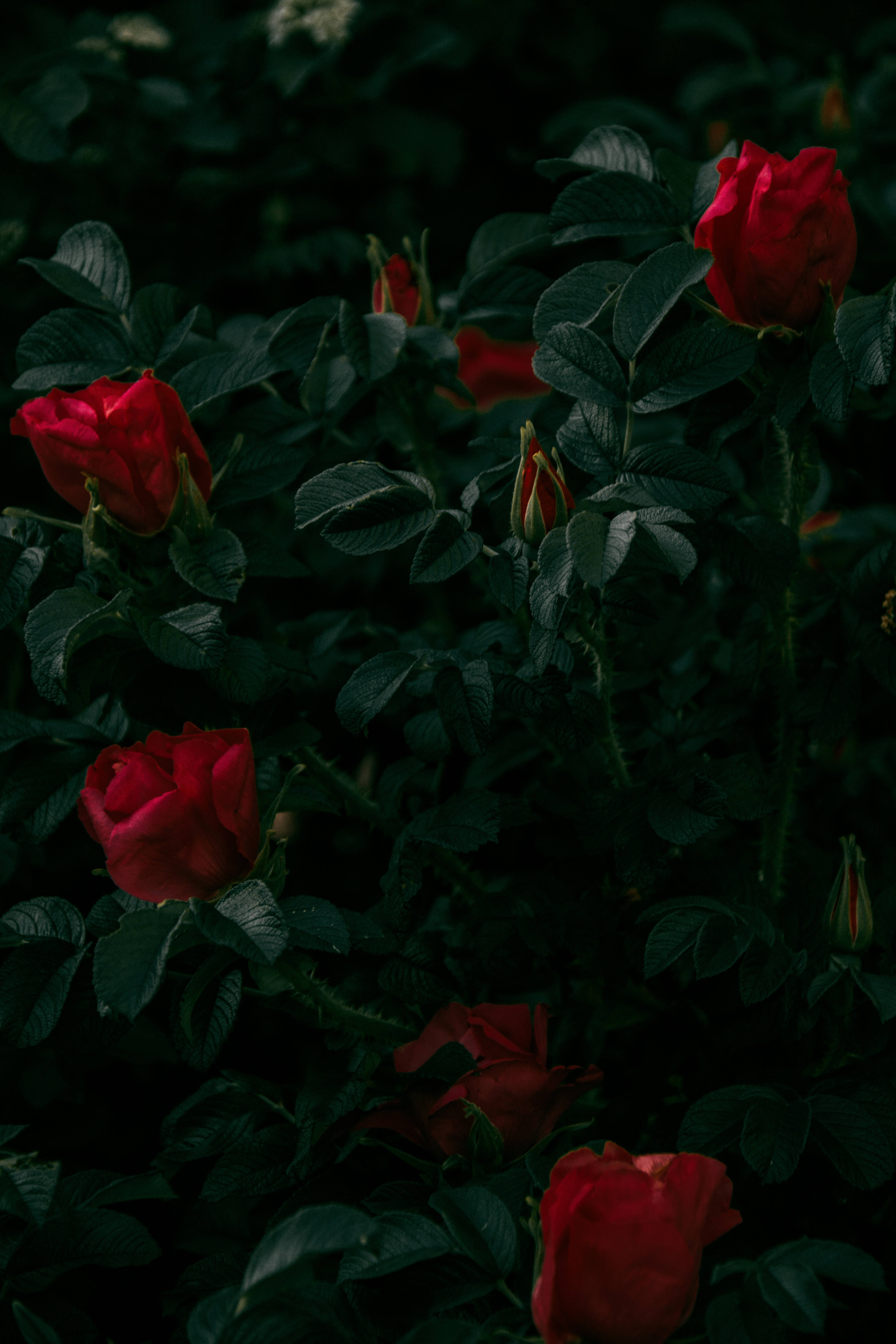 Madilim na Pulang Rosas Wallpaper