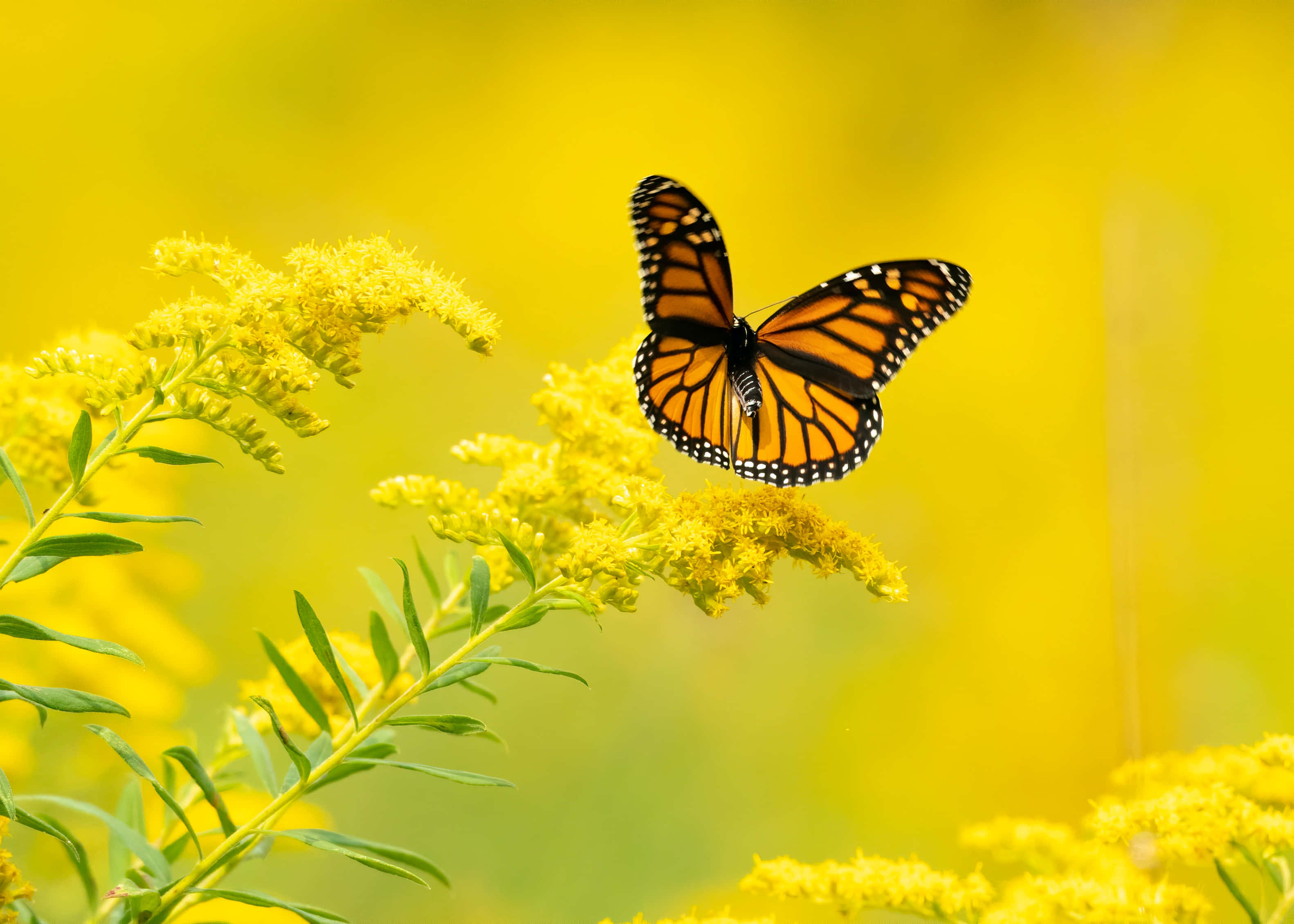 Magagandang mga kulay at hugis ng isang Butterfly Aesthetic Wallpaper