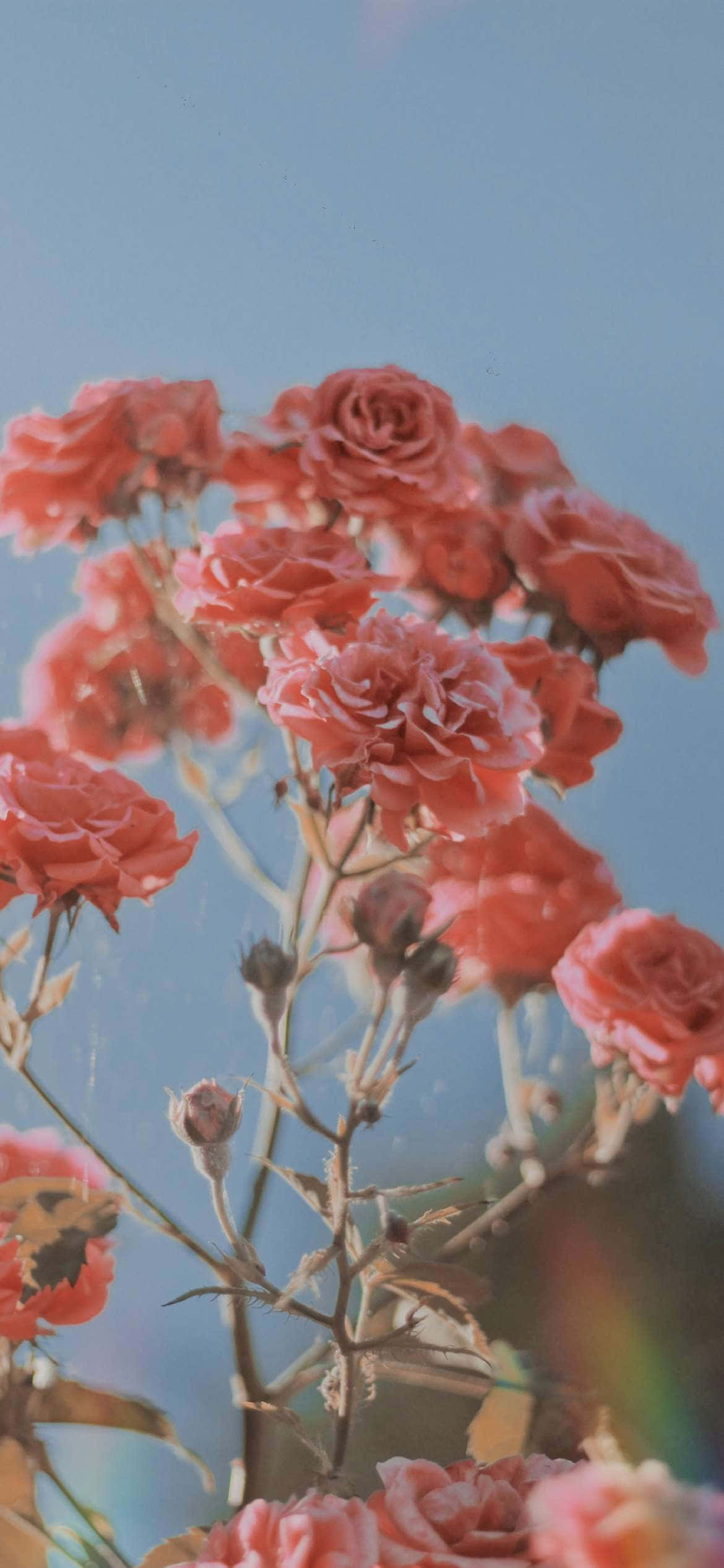 Magagandang Pink Roses Para sa Aesthetic Valentine's Day Wallpaper