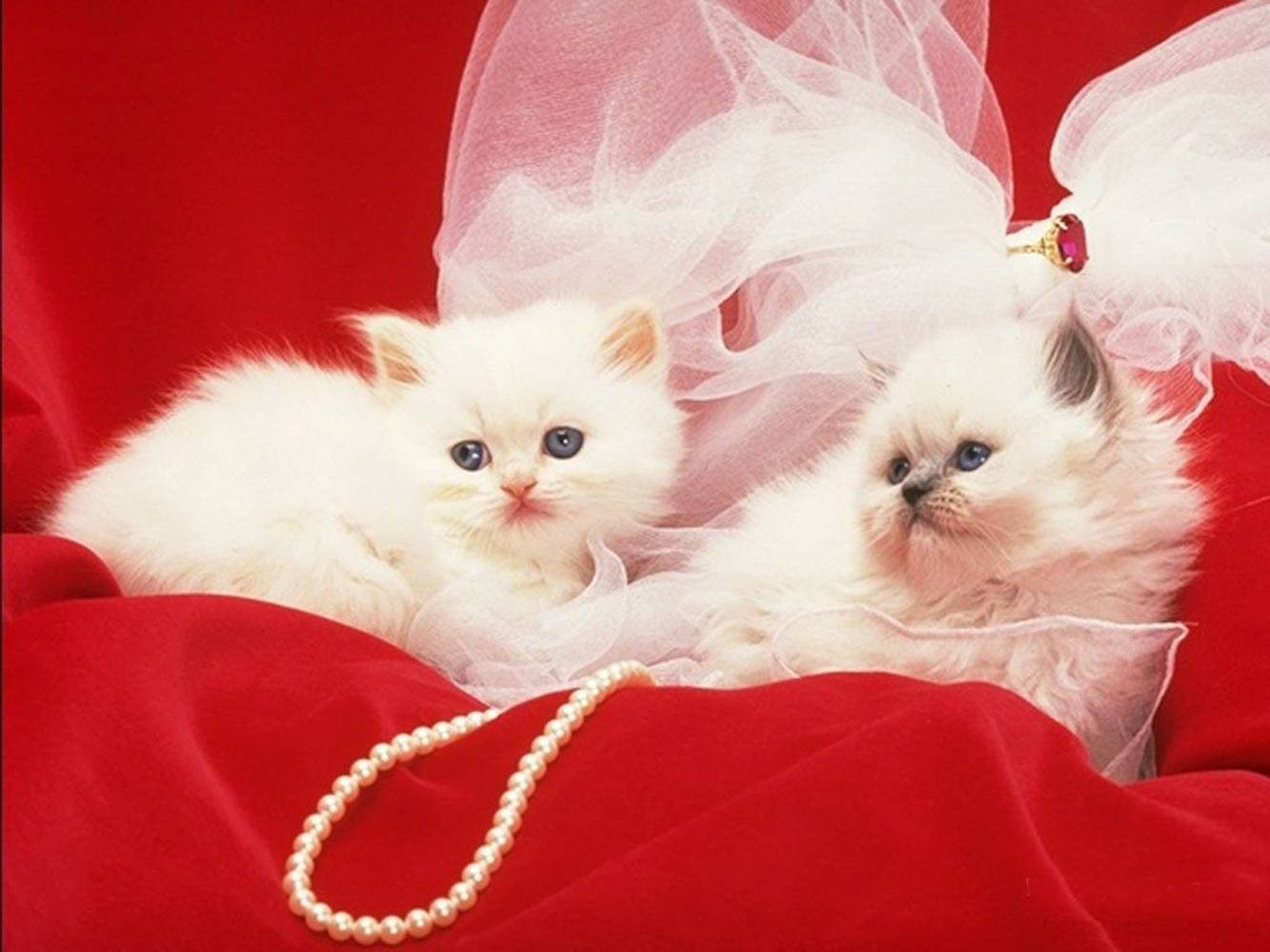 Magagandang Pusa na May Puting Perlas na Kuwintas Wallpaper
