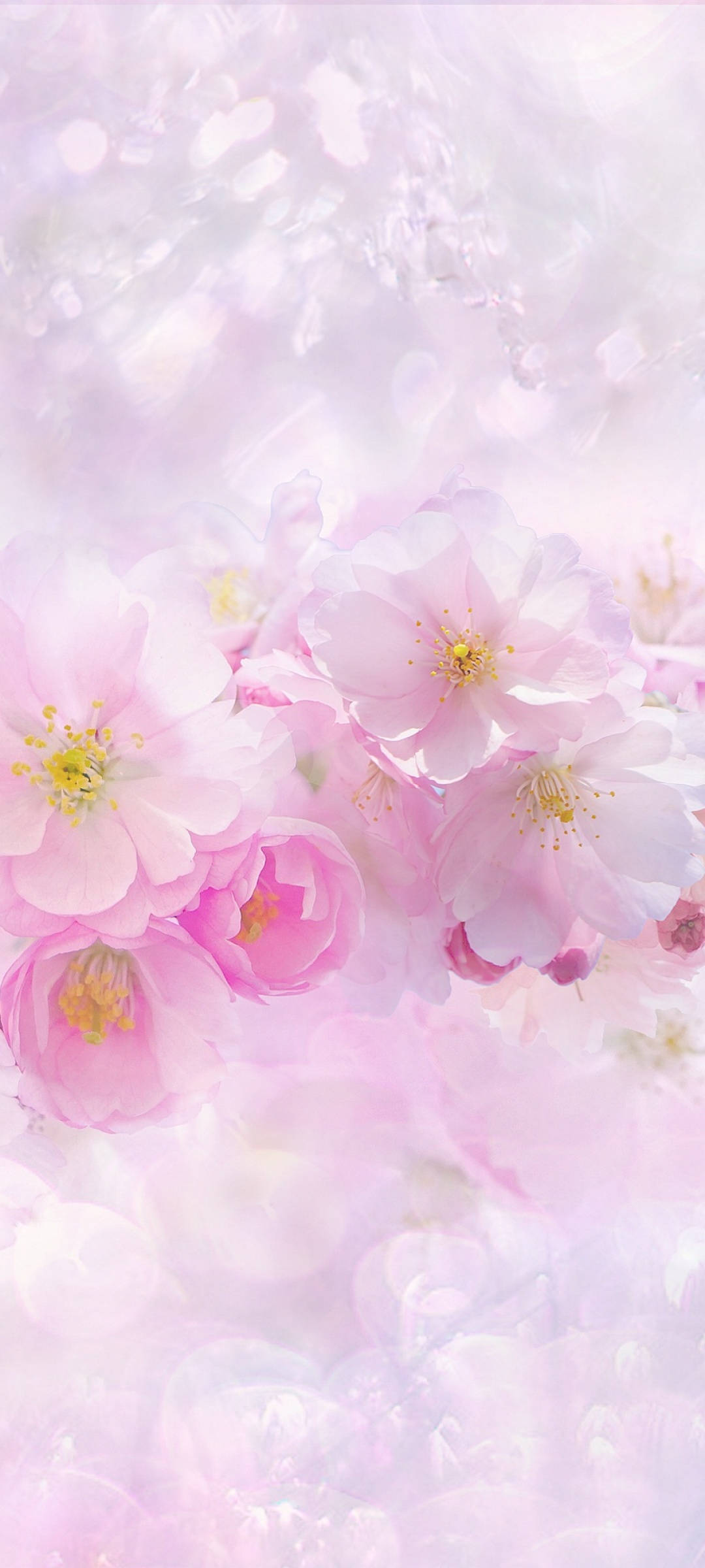 Magagandang Spring Pink at Puti na mga Bulaklak na Sakura Wallpaper
