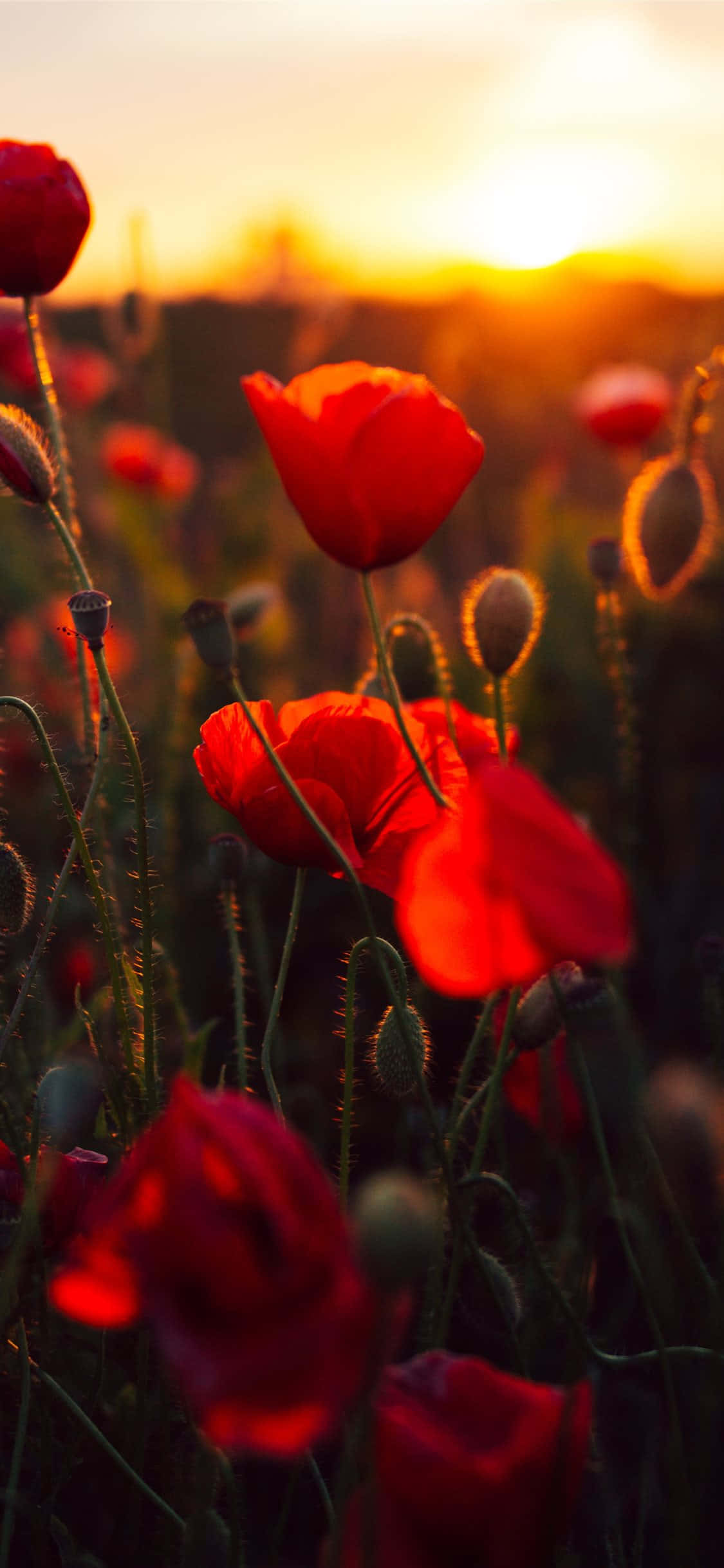 "Maganda at maliwanag na pulang bulaklak, natural na kagandahan ng kalikasan" Wallpaper