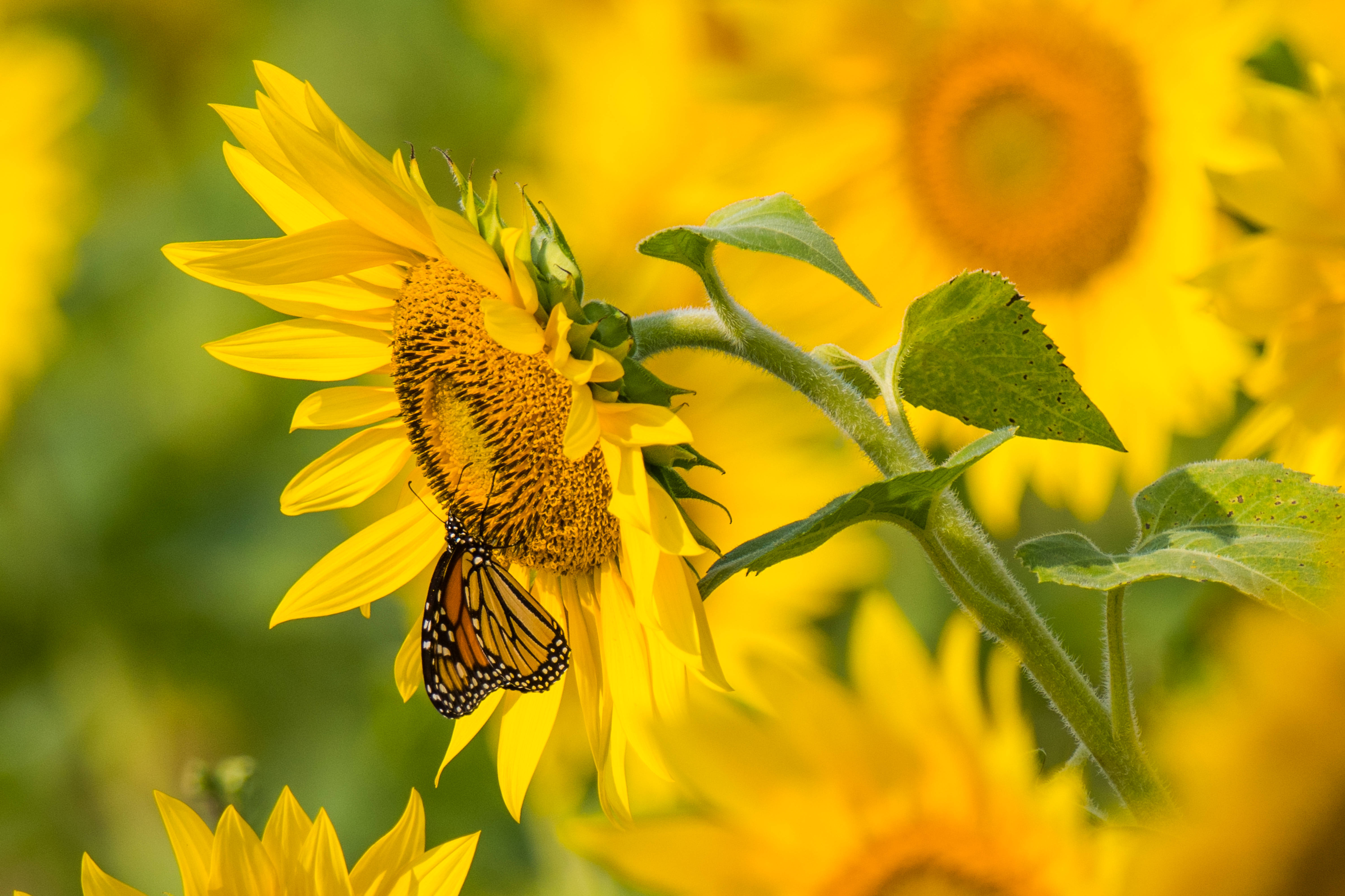 Magandang araw ng tag-araw na may dilaw na sunflower at paru-paro Wallpaper