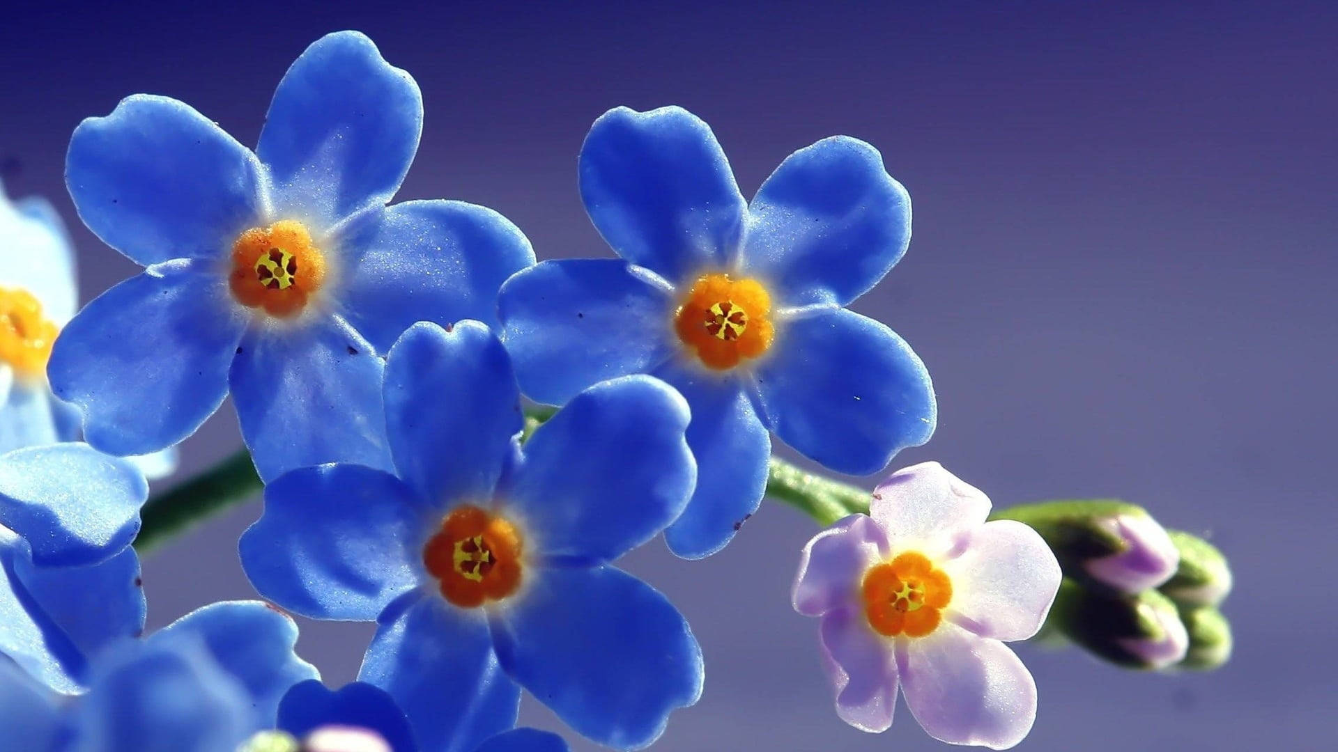 Magandang Bulaklak na Forget Me Not Close-Up Wallpaper