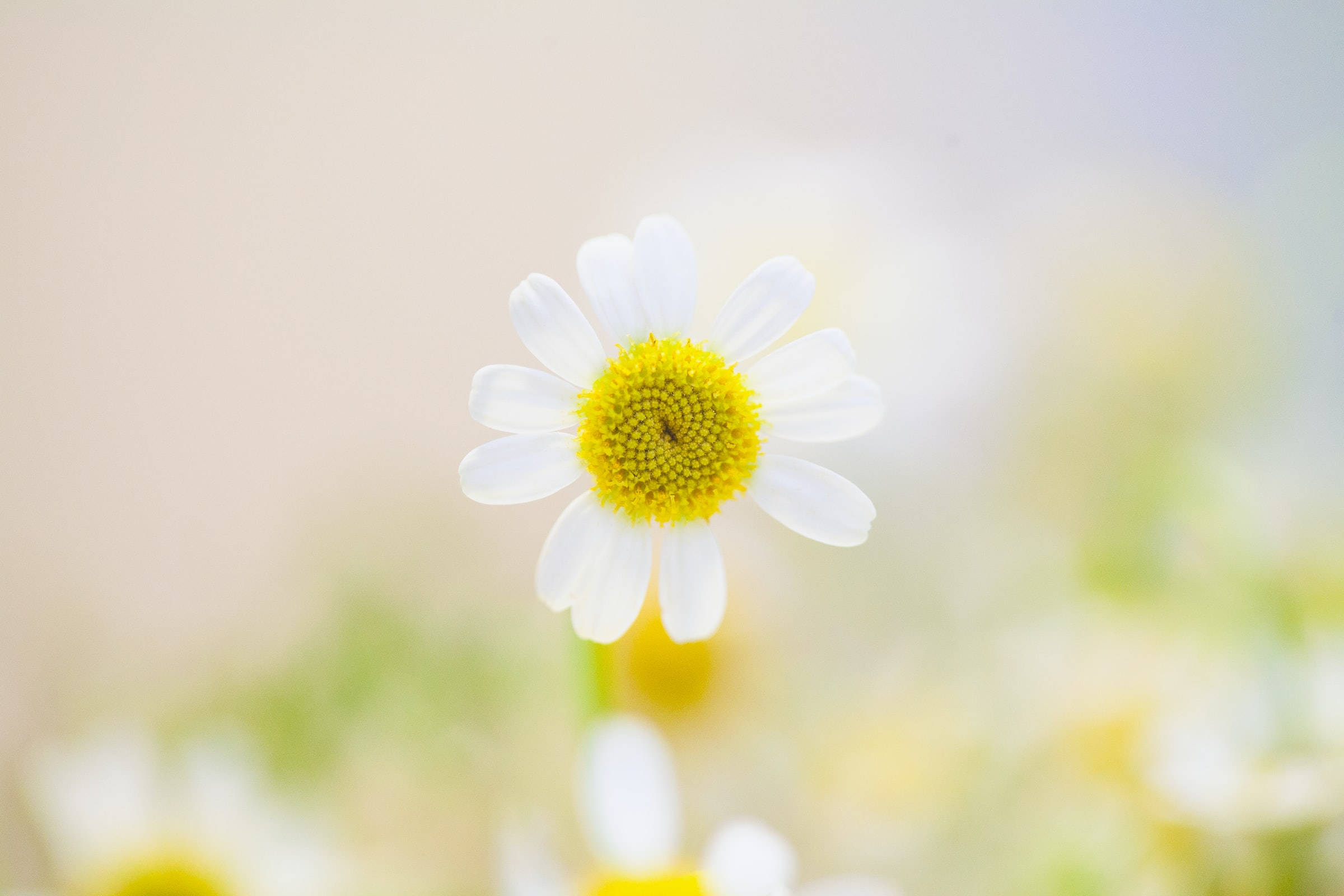 Magandang Bulaklak na Puti ng Kalikasan Wallpaper