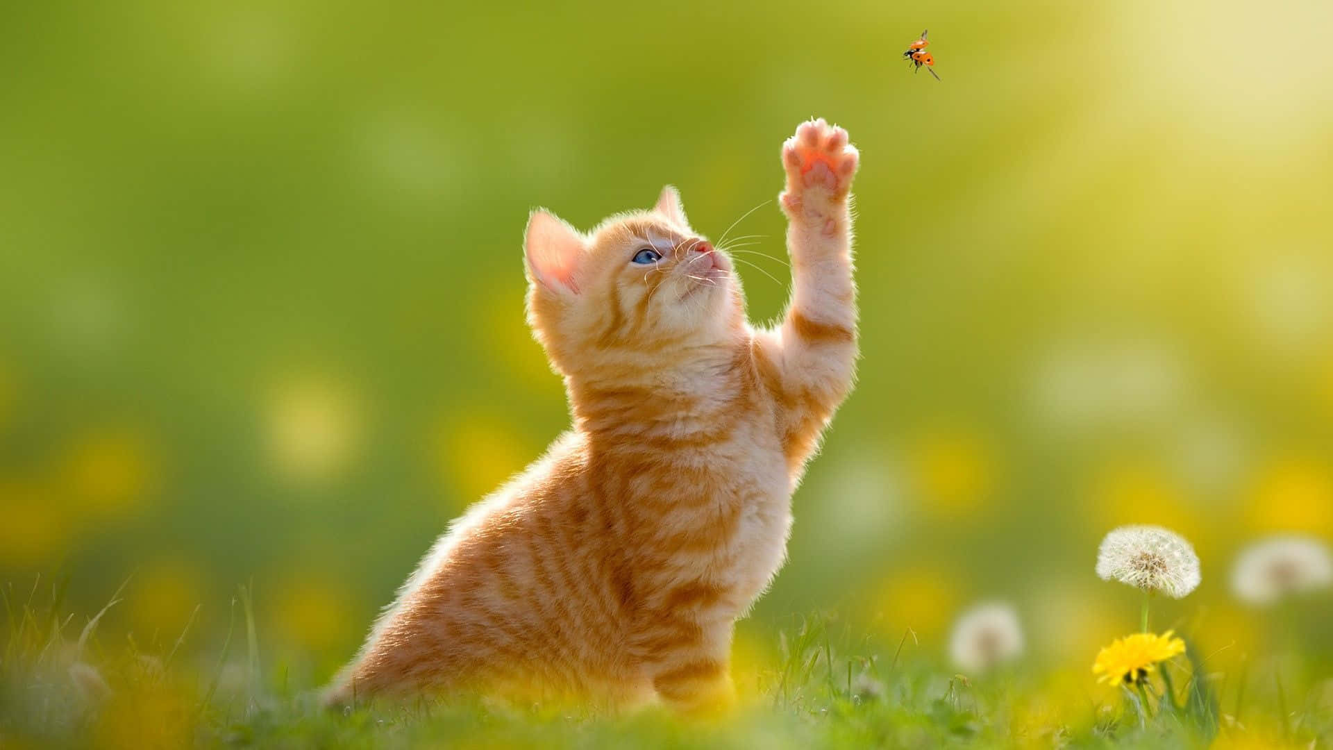 Magandang Desktop na Hayop na Pusa na Ginger na Humuhuli ng Insekto Wallpaper