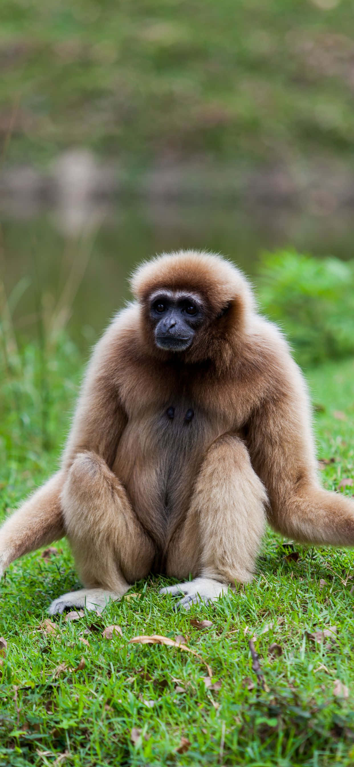 Magandang iPhone XS Max gibbon sa natural na tahanan nito Wallpaper