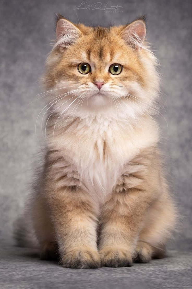 Magandang Larawang Pusa na Kulay Light Brown Wallpaper