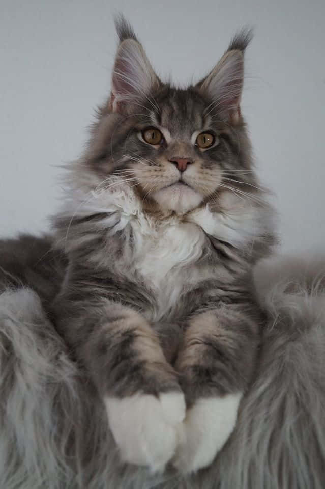 Magandang Larawan ng Maine Coon na Pusa na Nakaupo Wallpaper