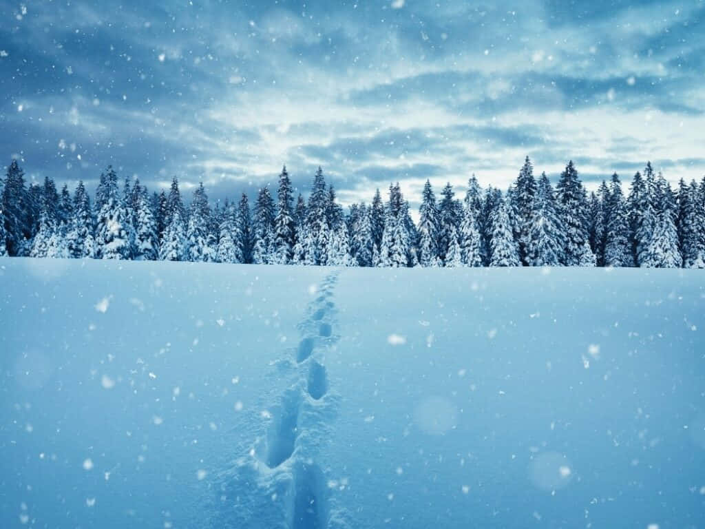 Magandang Larawan ng Mga Yapak sa Niyebe Wallpaper