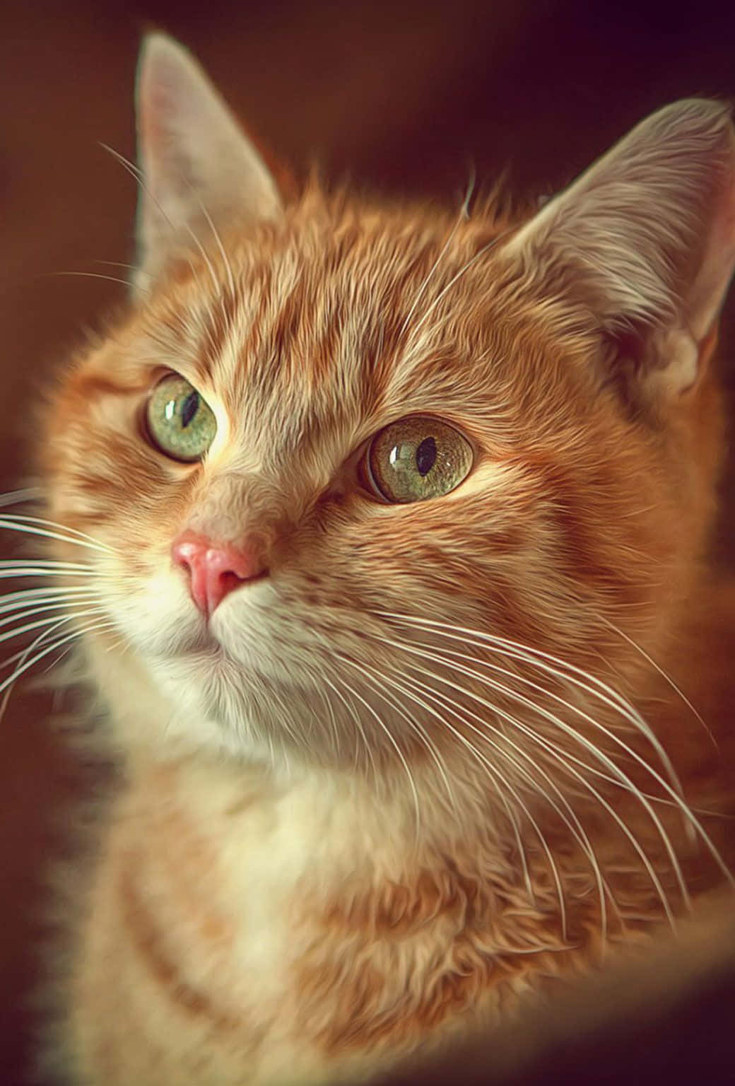 Magandang Larawan ng Pusa Wallpaper