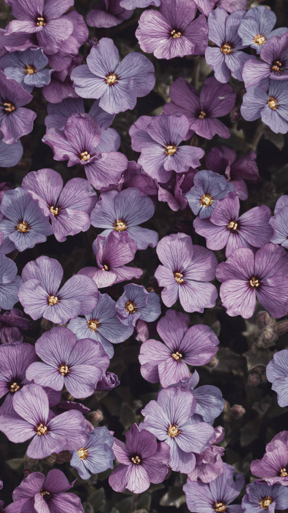 Magandang Lilang Aubrieta Bulaklak Wallpaper