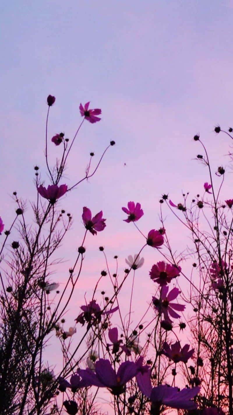 Magandang Lilang Bulaklak Wallpaper