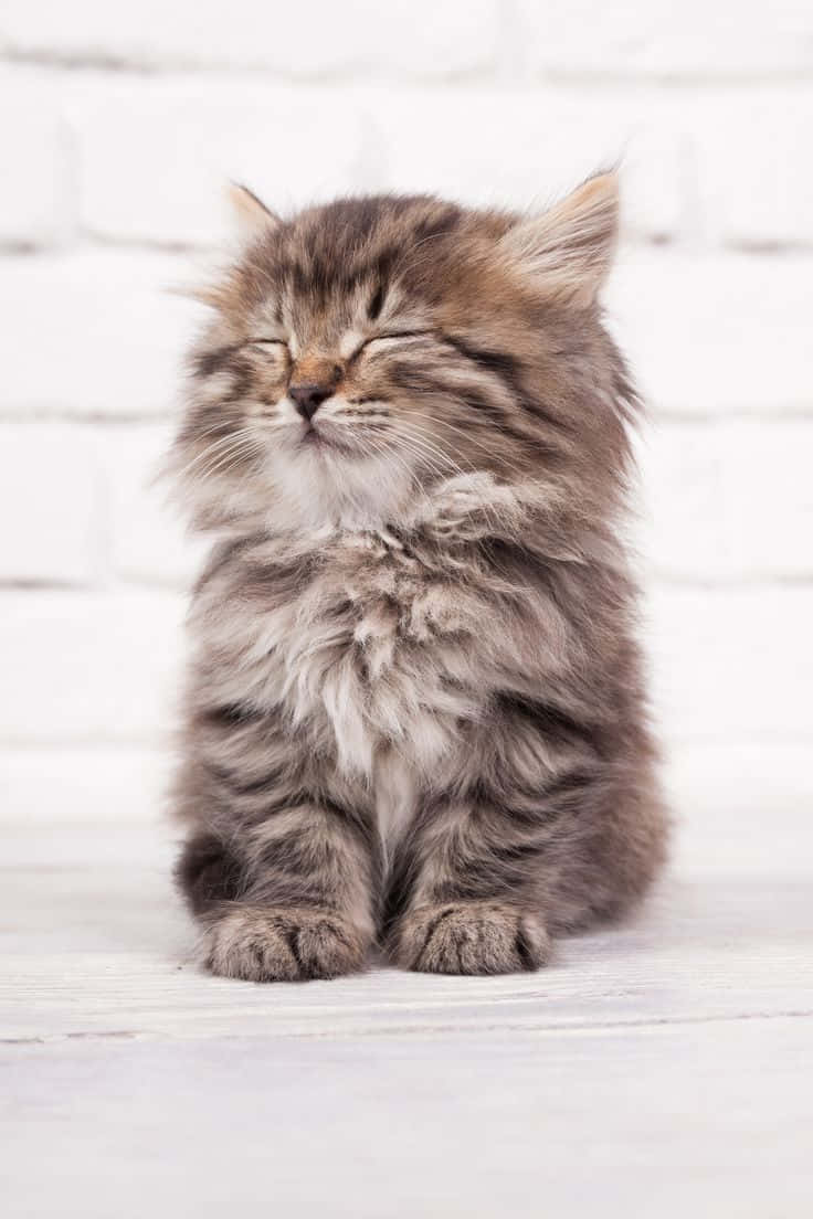 Magandang Natutulog na Pusa Habang Nakaupo Wallpaper
