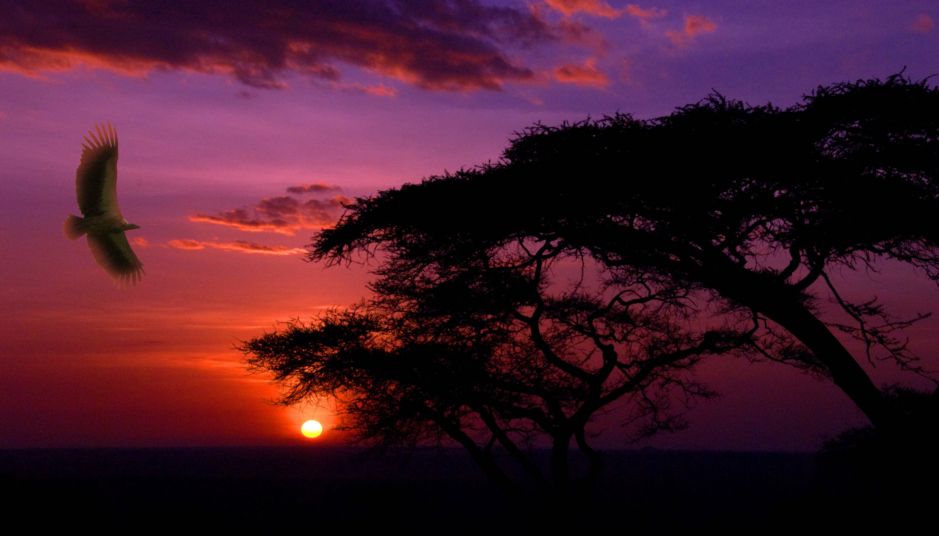Magandang Paglubog ng Araw sa Serengeti National Park Wallpaper