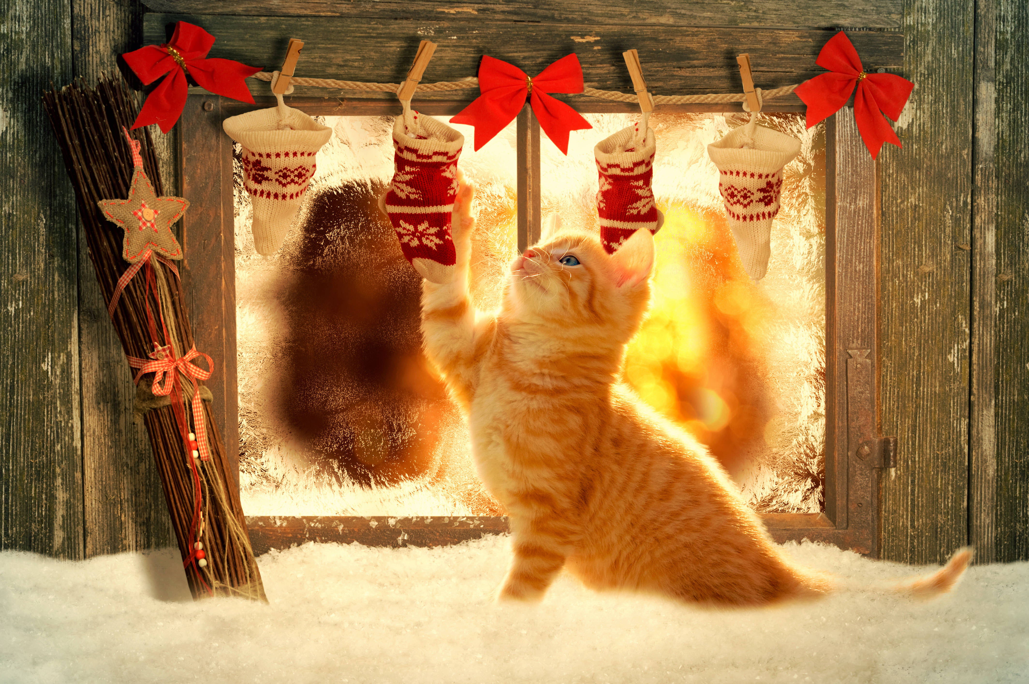 Magandang Paskong Pusa na May Medyas Wallpaper