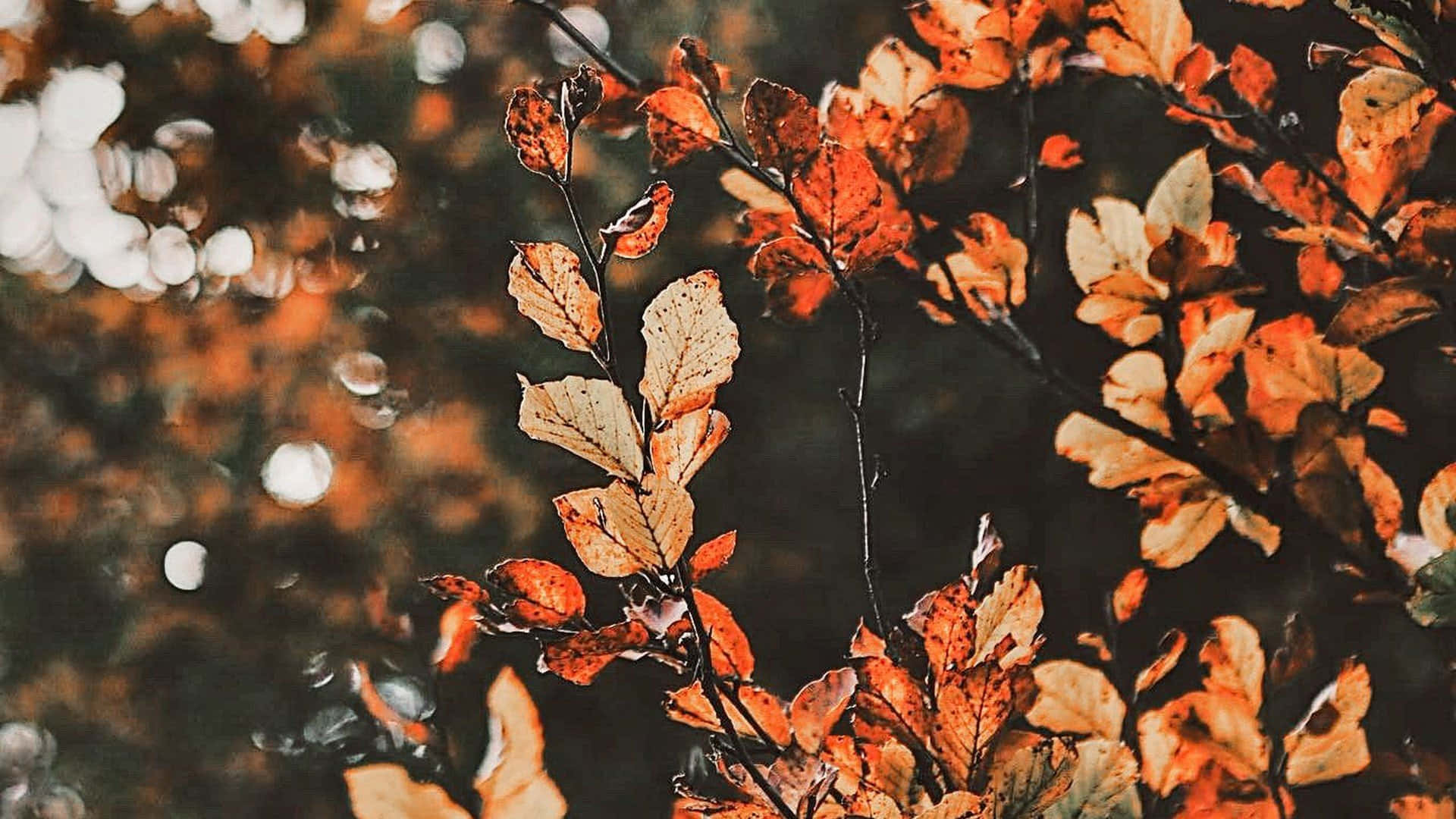 Magandang Puno ng Taglagas sa Ginintuang Bukid Wallpaper