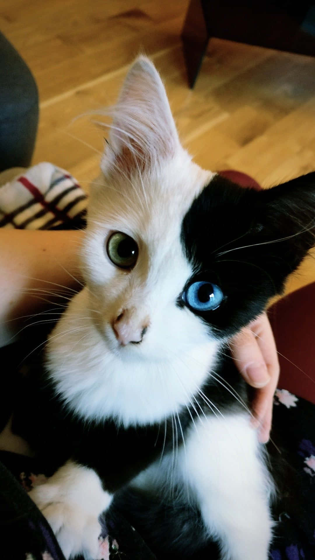 Magandang Pusa na May Berde at Asul na mga Mata Wallpaper