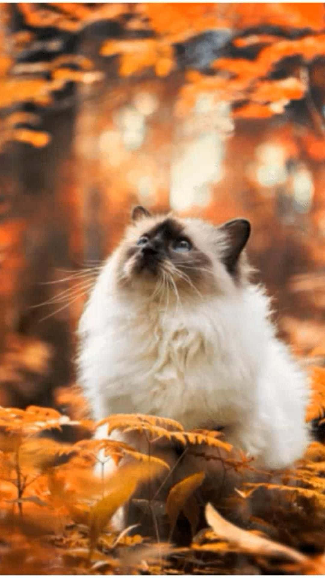 Magandang Pusa sa Kagubatan na Larawan Wallpaper