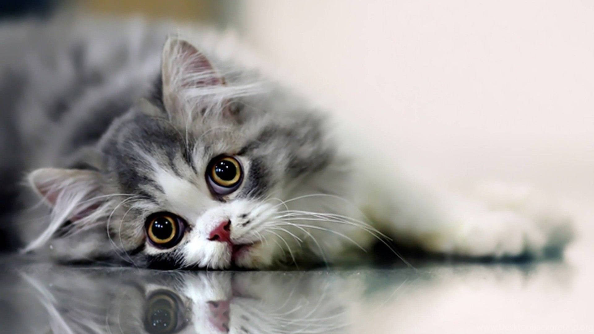 Magandang Pusa sa Makintab na Sahig Wallpaper