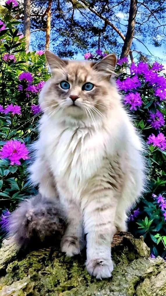 Magandang Pusa Sa Mga Lilang Bulaklar Na Larawan Wallpaper