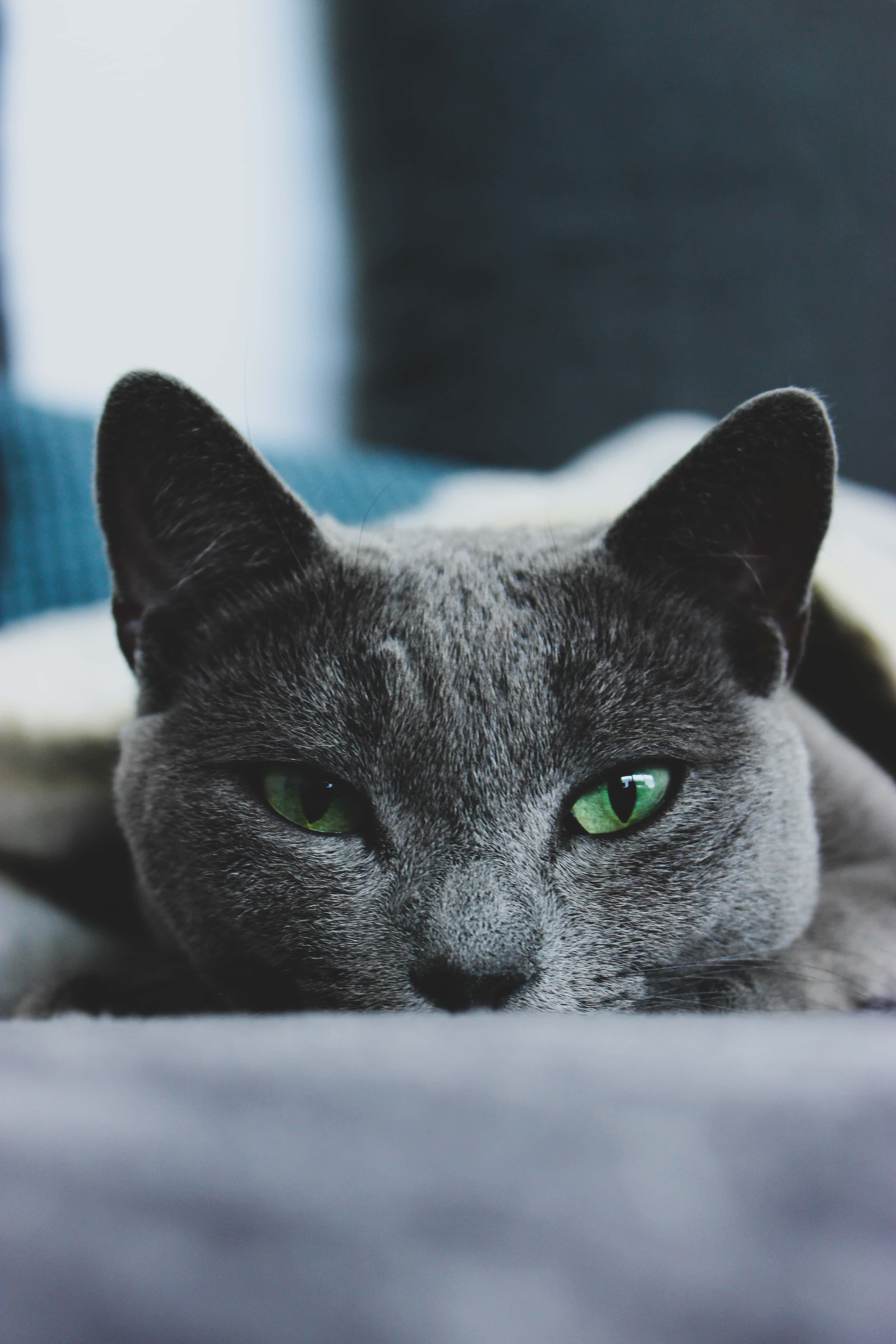 Magandang Russian Blue na Pusa na Nakaupo sa Tabi ng Isang Mangkok ng Pagkain Wallpaper