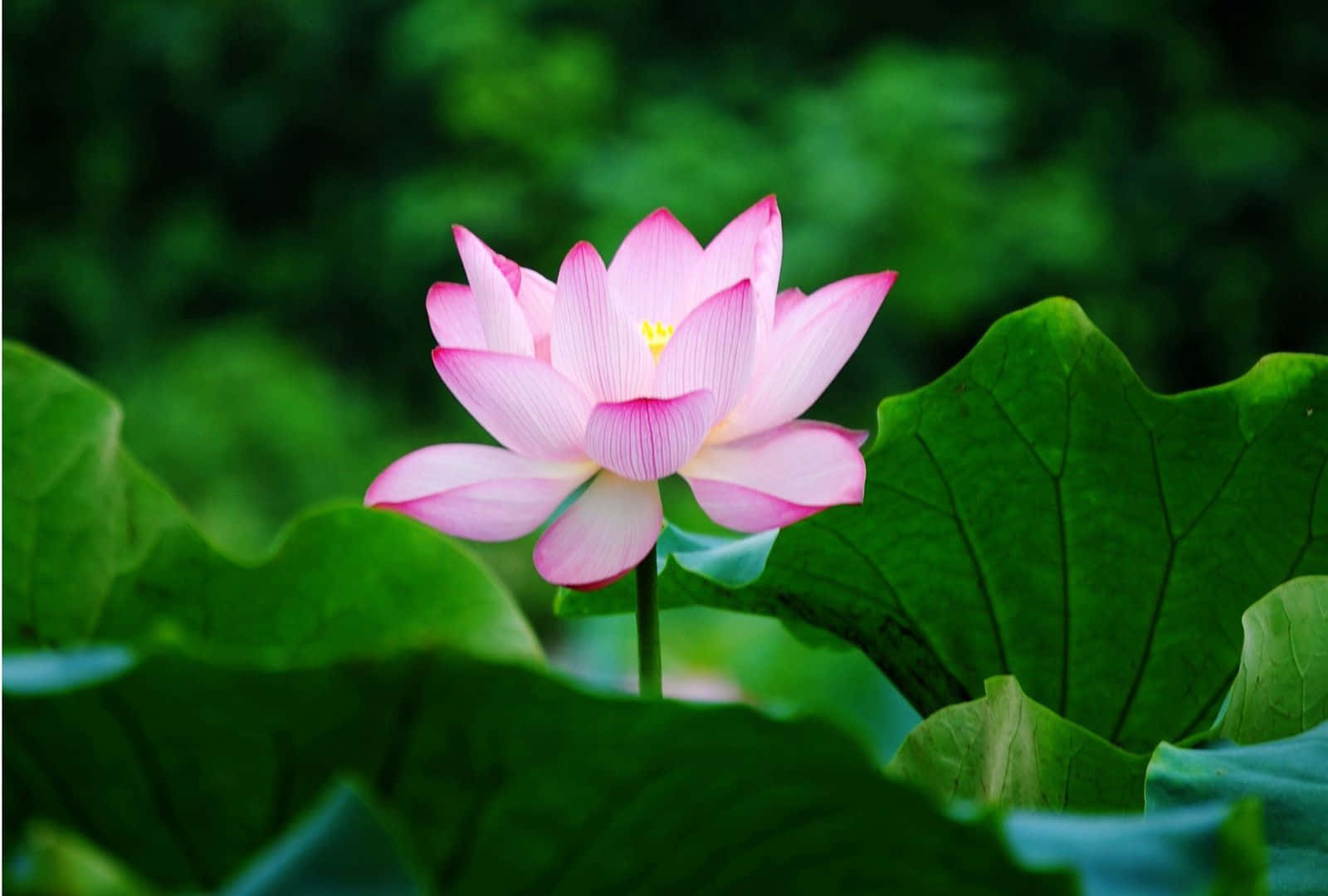 Magandang Talulot ng Bulaklak ng Lotus Wallpaper