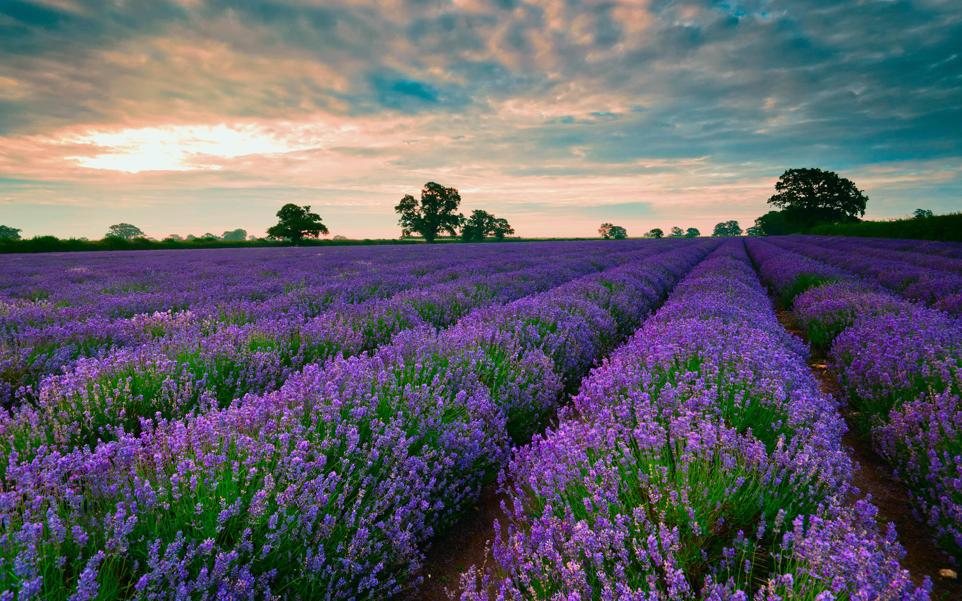 Magandang Tanawin ng Lavender Desktop Wallpaper