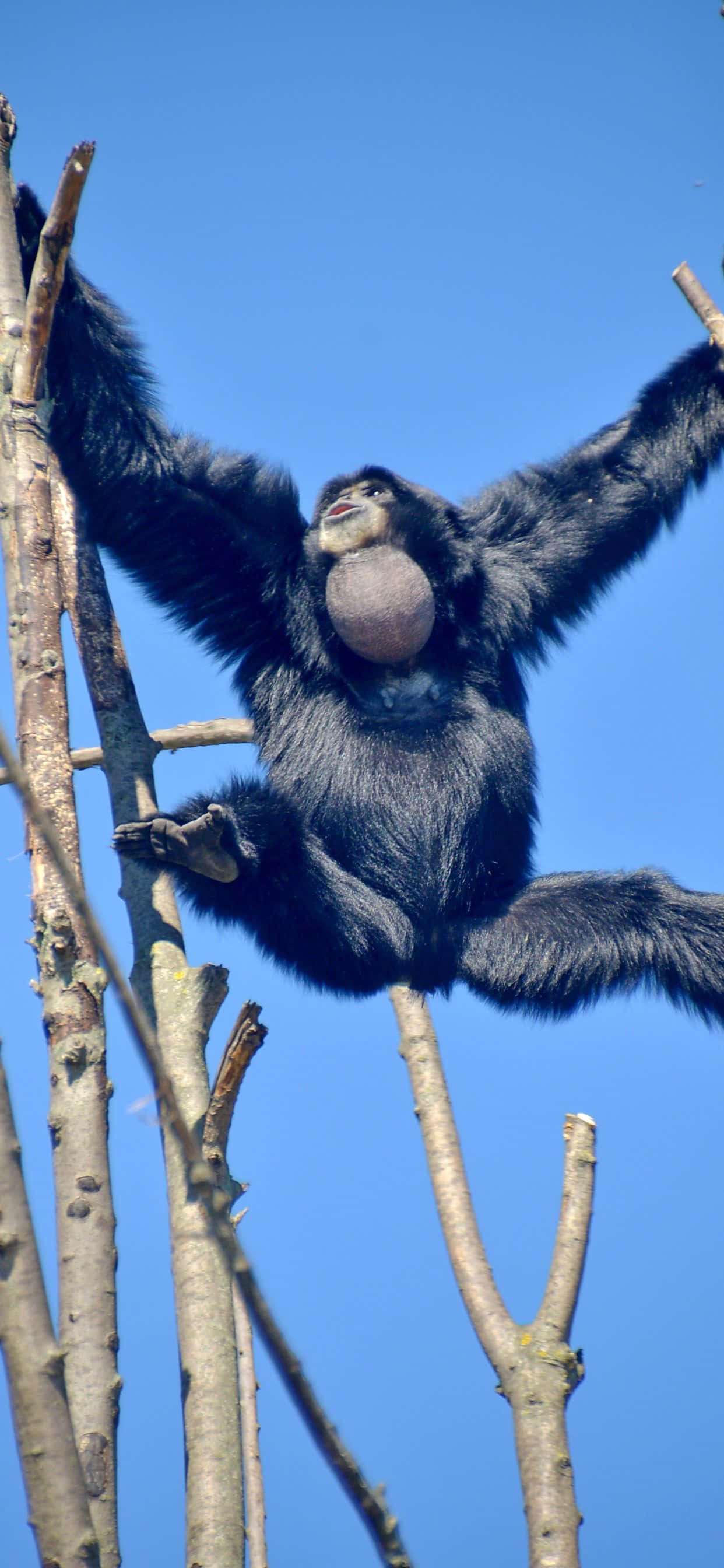 Maghanda Na Magbukas Ng Bagong Posibilidad Kasama Ang iPhone XS Max Gibbon Wallpaper