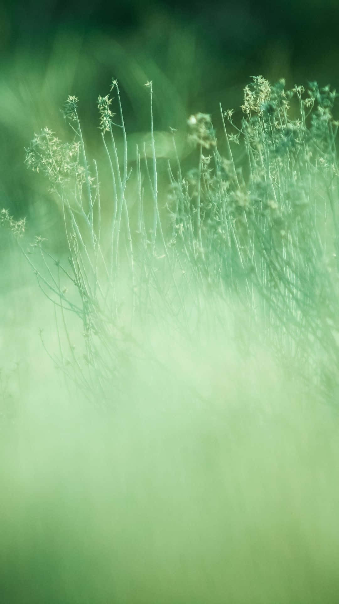 Maging berde at bigyan ng aesthetic uplift ang iyong tahanan Wallpaper