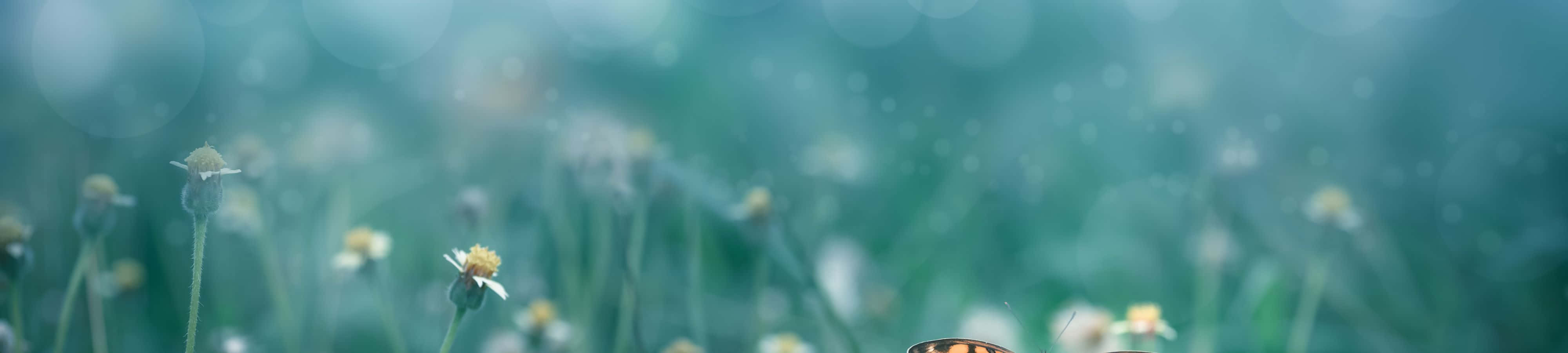 Maging Inspirasyon ng Kalikasan Wallpaper