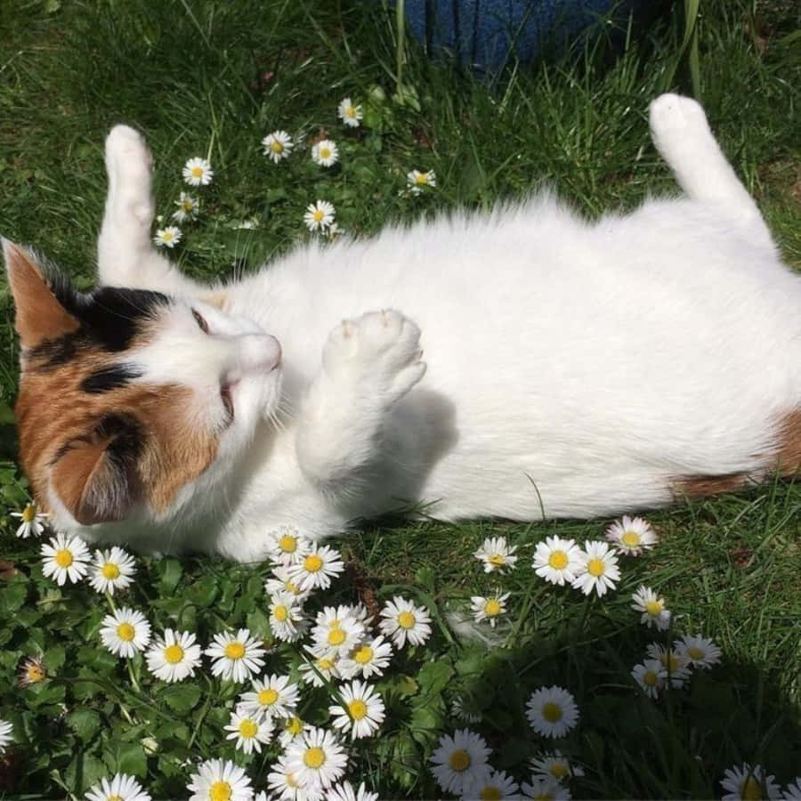 "Maging pusang gusto mong makita sa mundo" Wallpaper